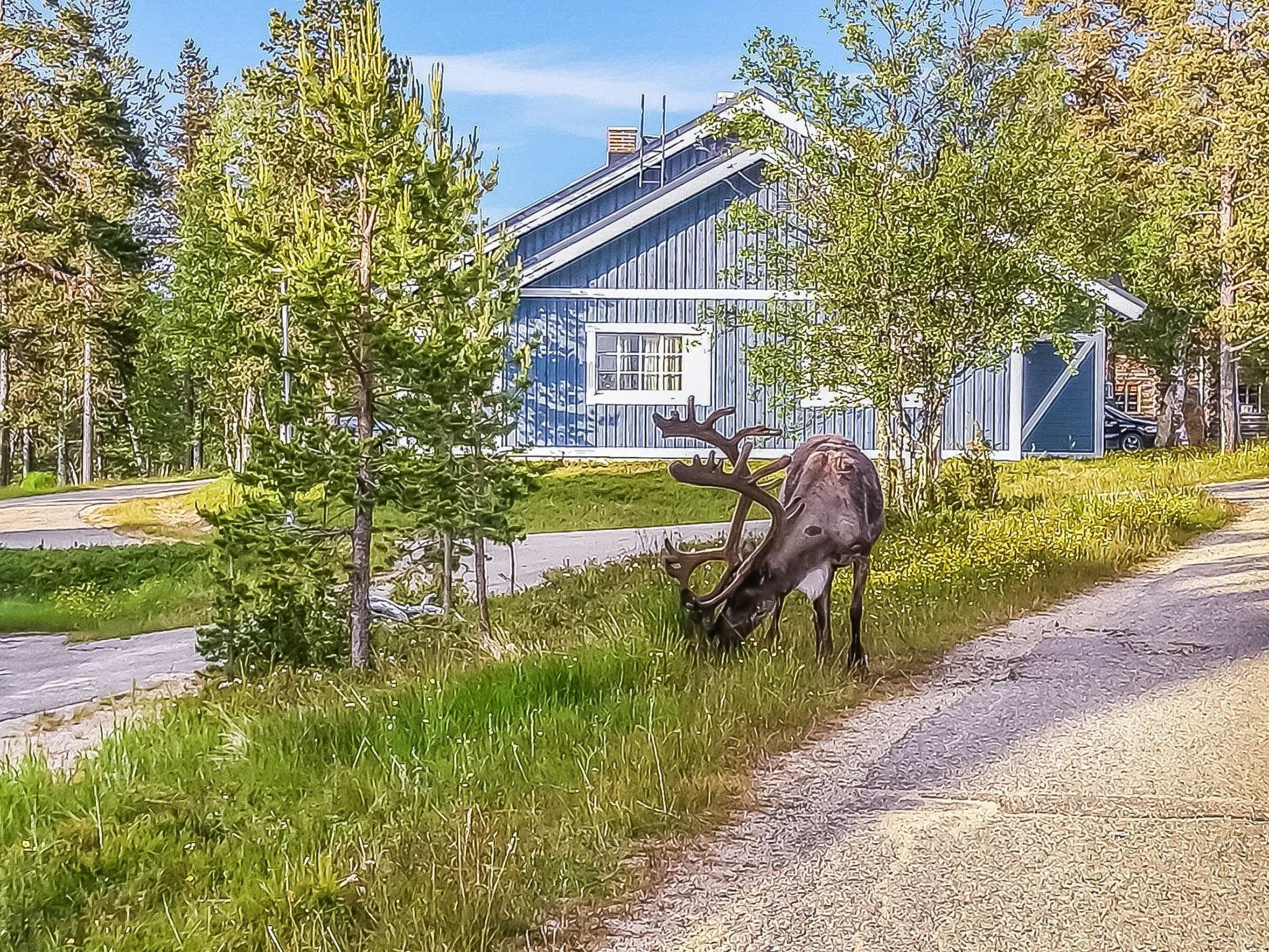 Photo of Tunturikuksa