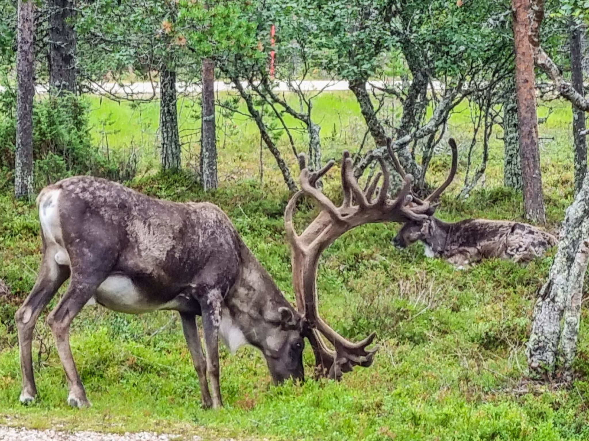 Photo of Kauniskelo b