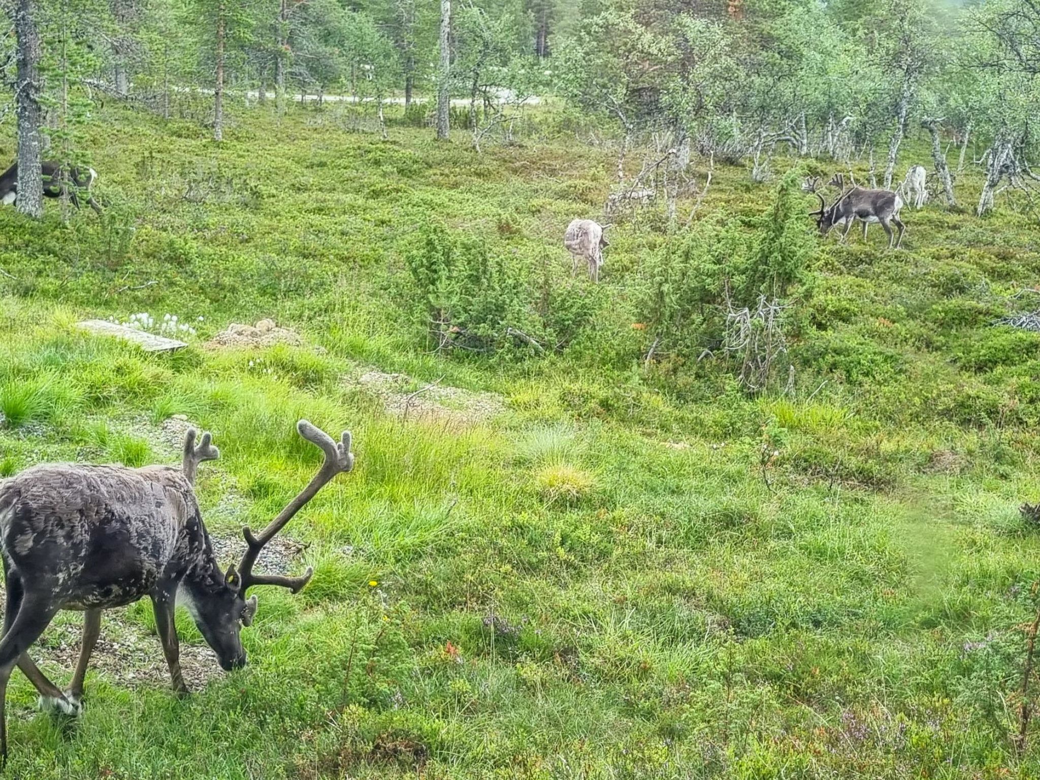 Photo of Kauniskelo b