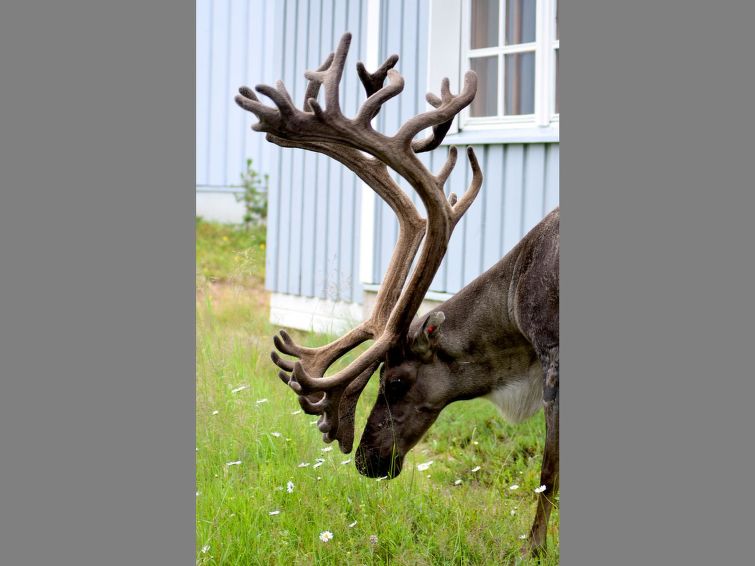 Photo of Saariseläntie 8 a 1