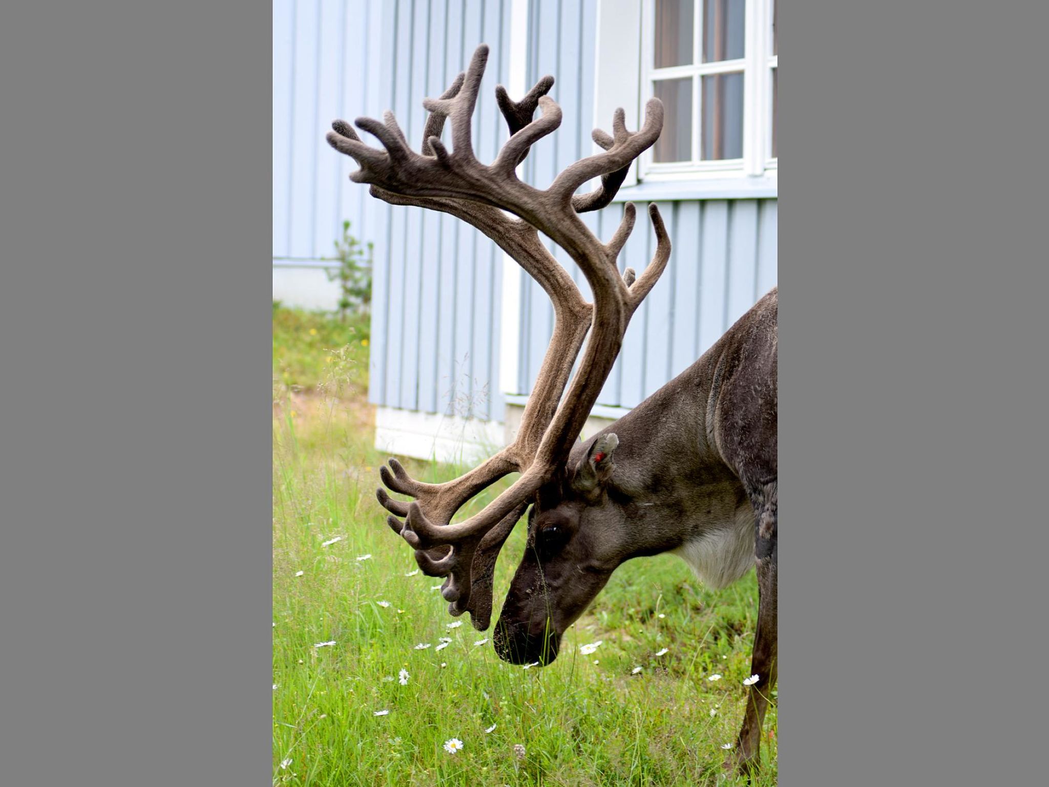 Photo of Saariseläntie 8 A 1