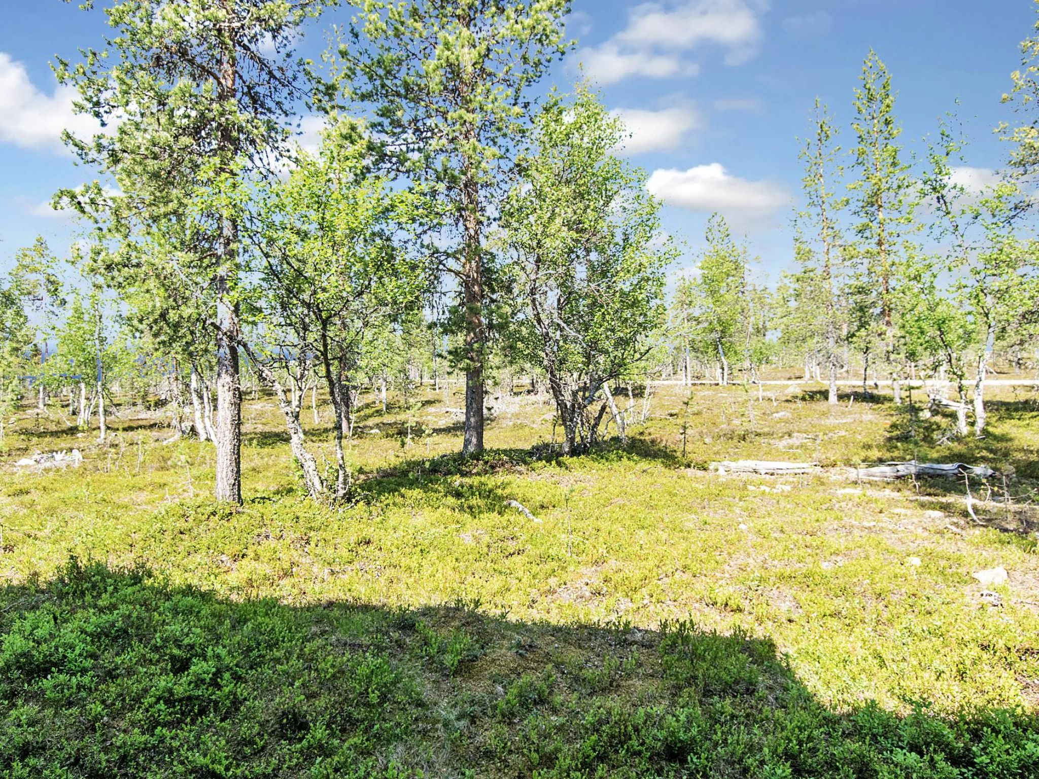 Photo of Tunturikoivu A1