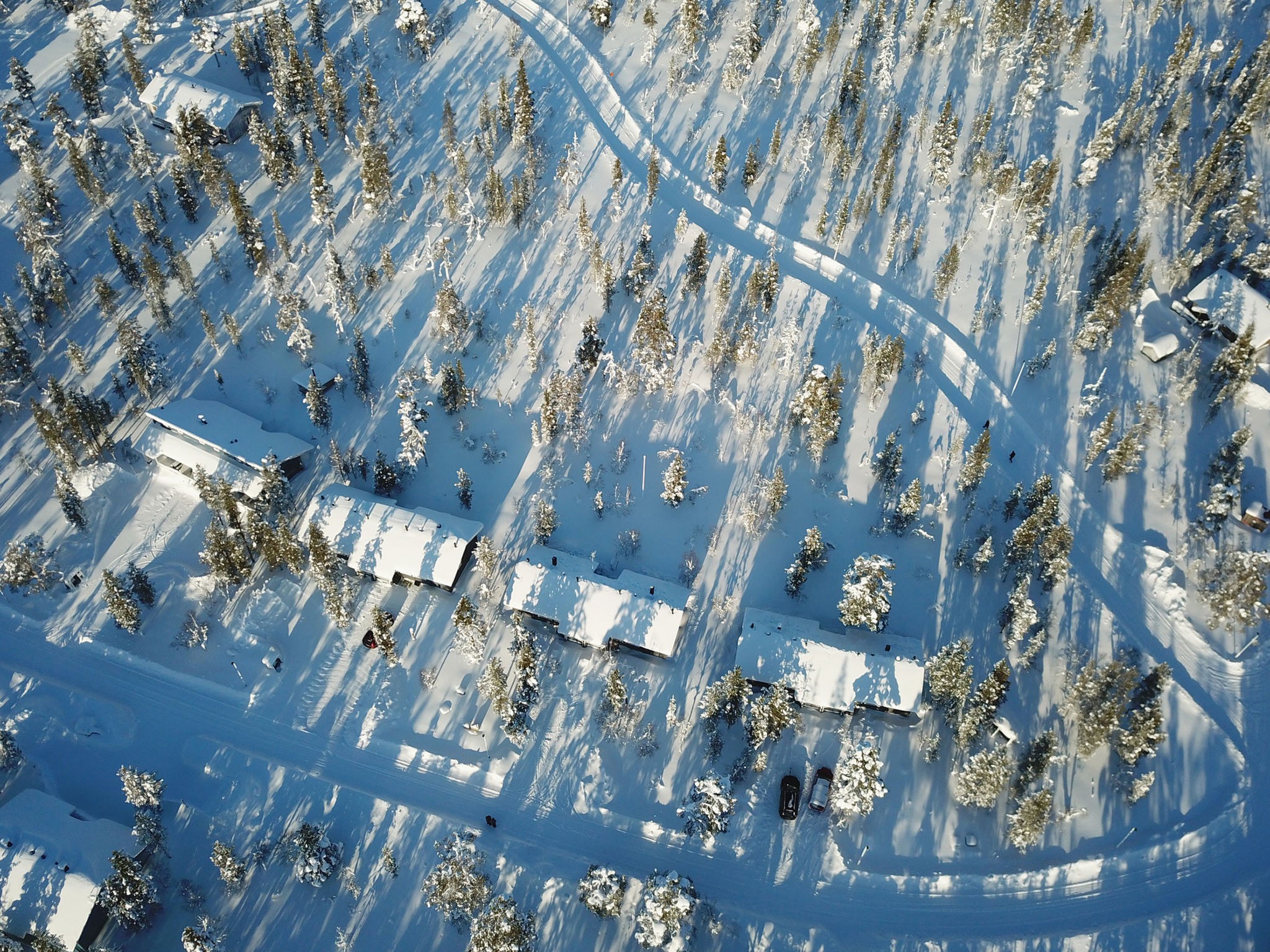 Photo of Tunturikoivu a2