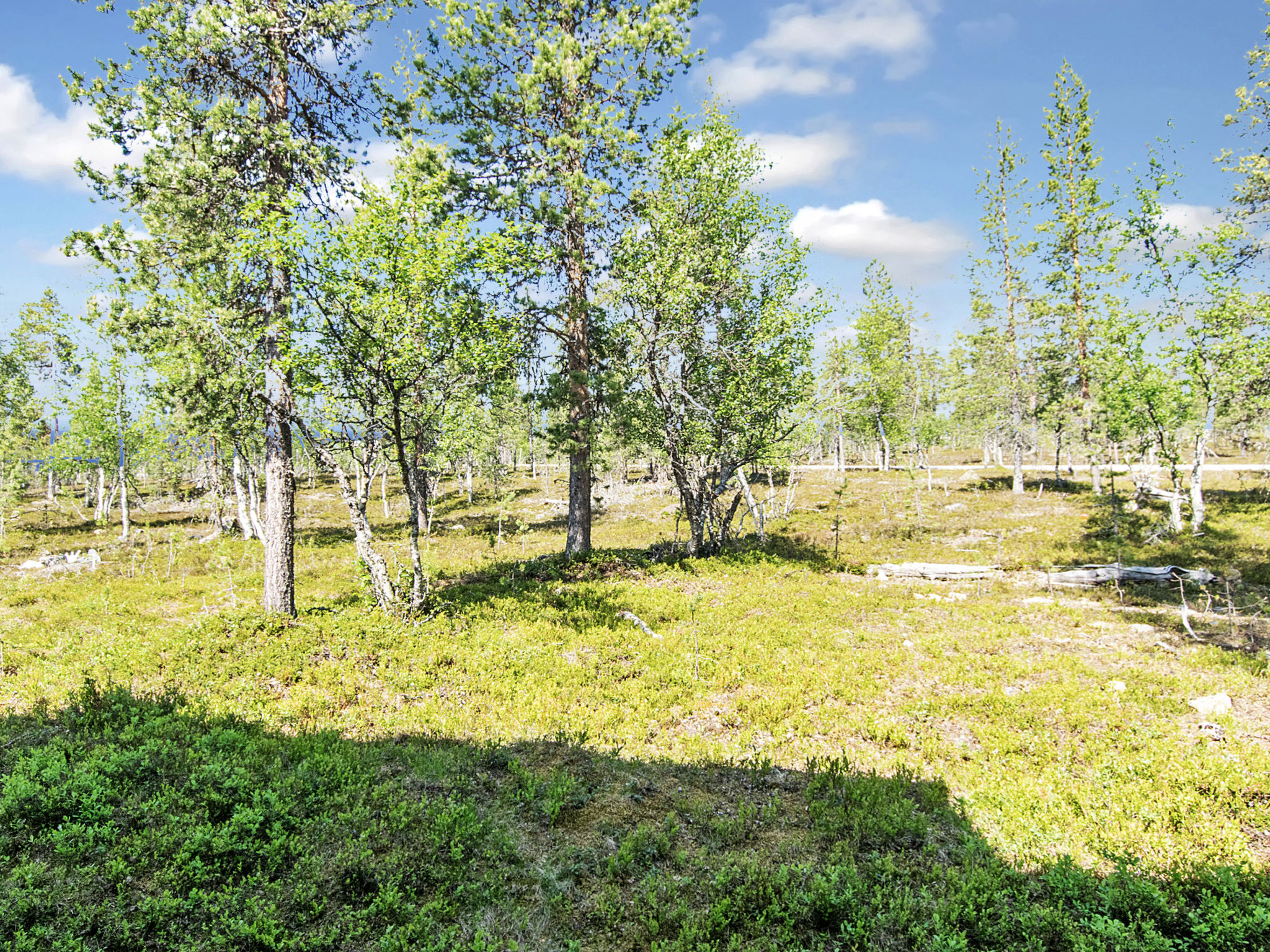 Photo of Tunturikoivu a2