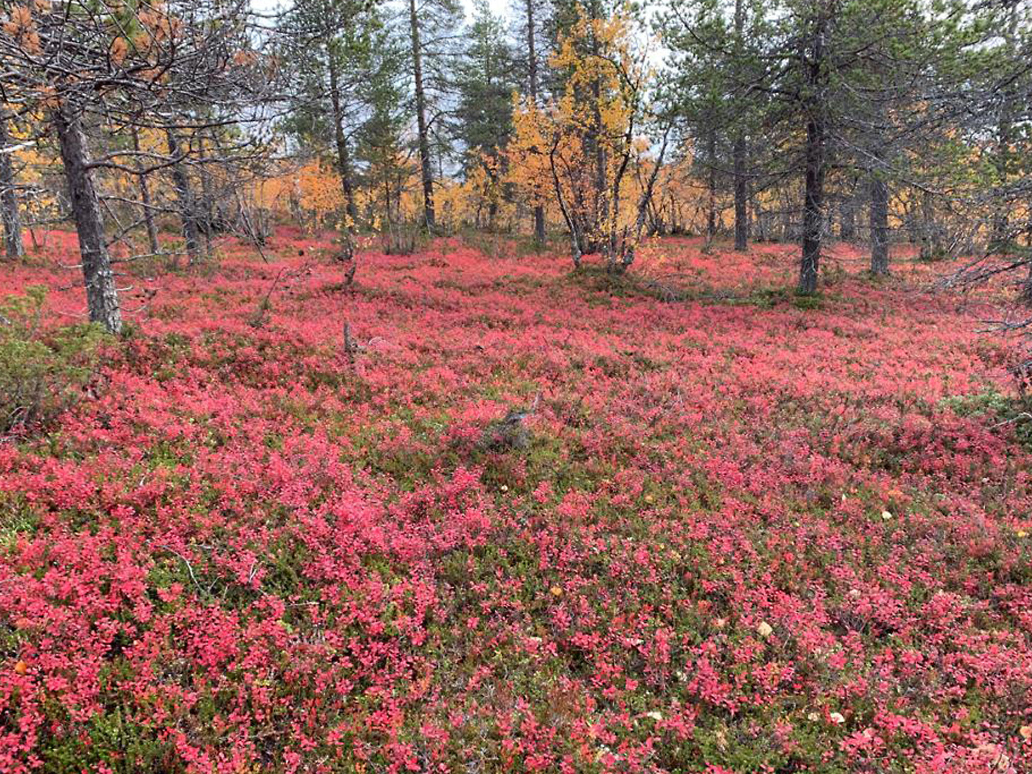 Kevätruska b - Dedans
