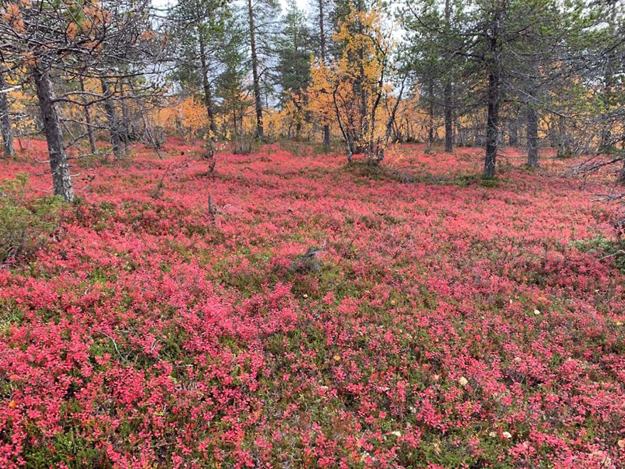 Kevätruska b-Outside
