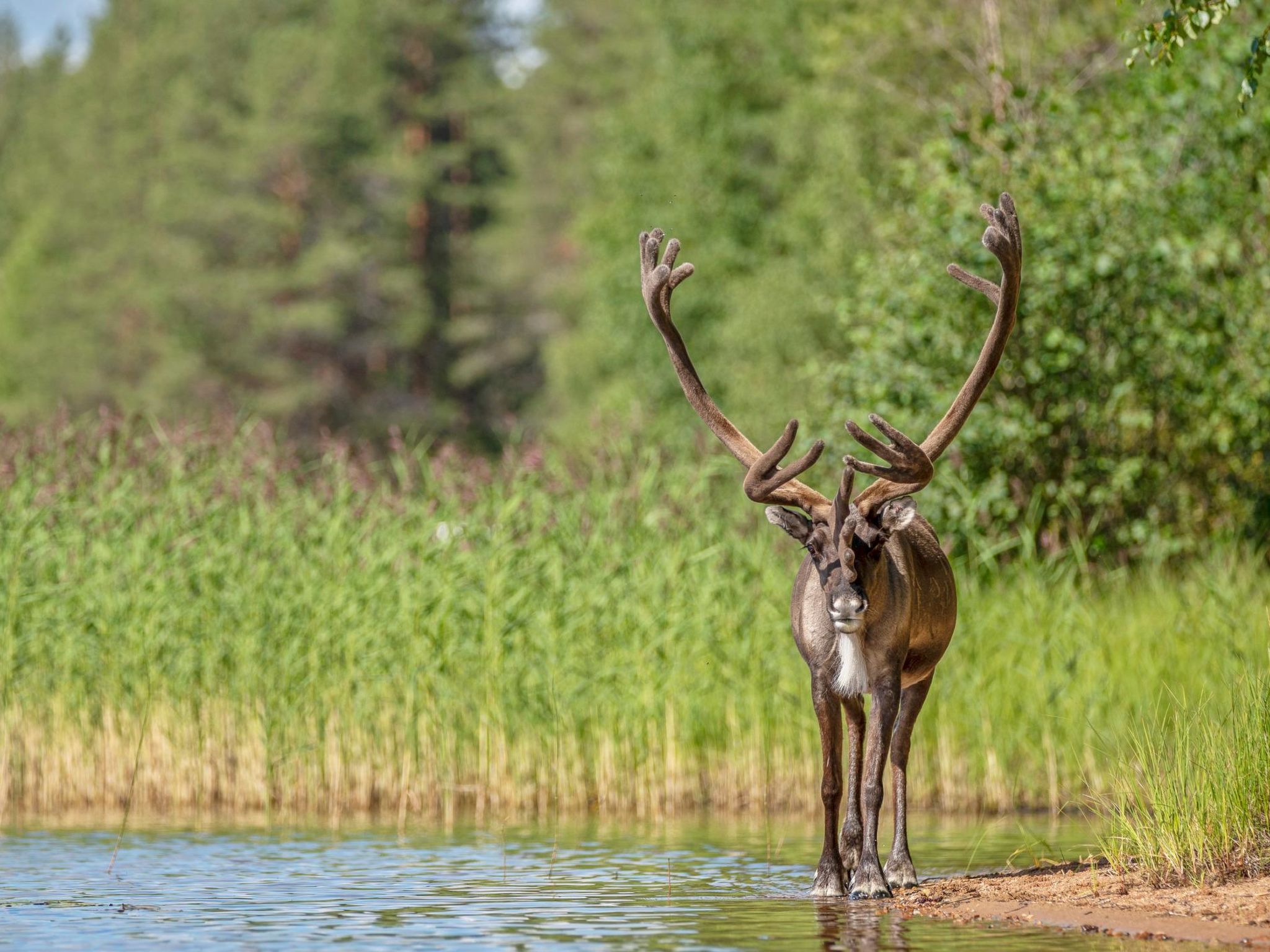 Urpola riviera-Binnen
