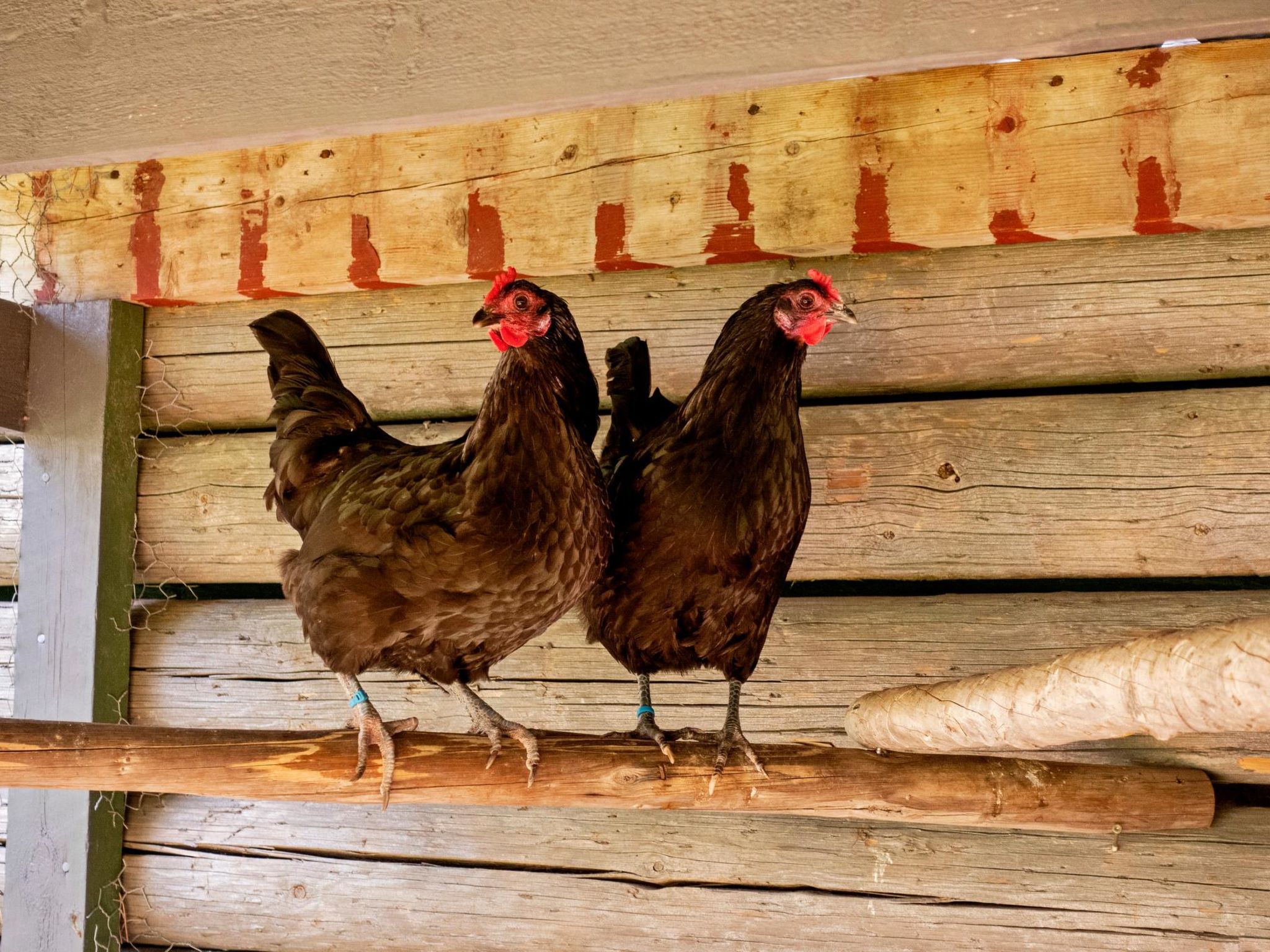 Villa lystikämä-Dedans