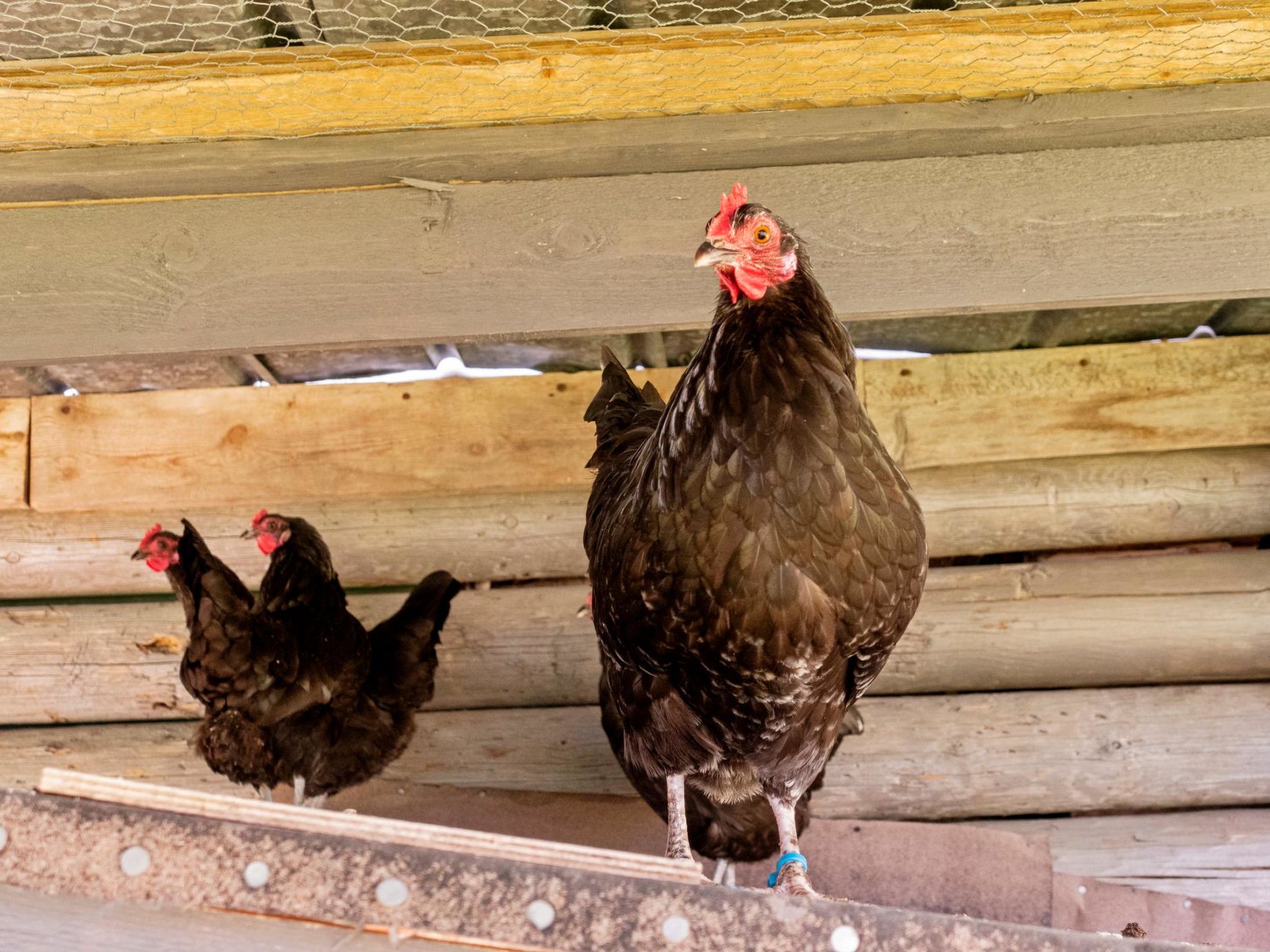 Lystikämän elämys-Dedans