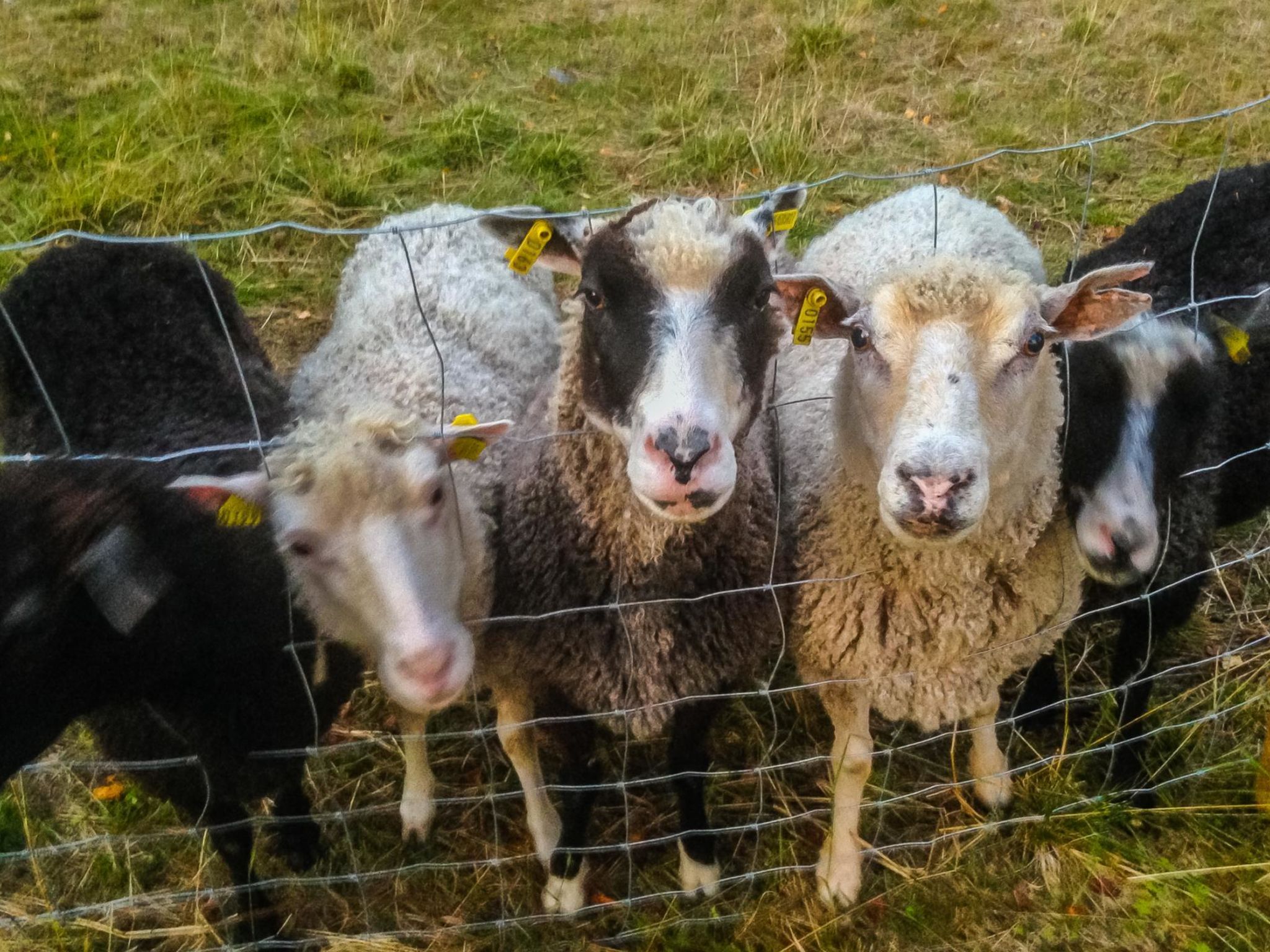 Lystikämän elämys-Dedans