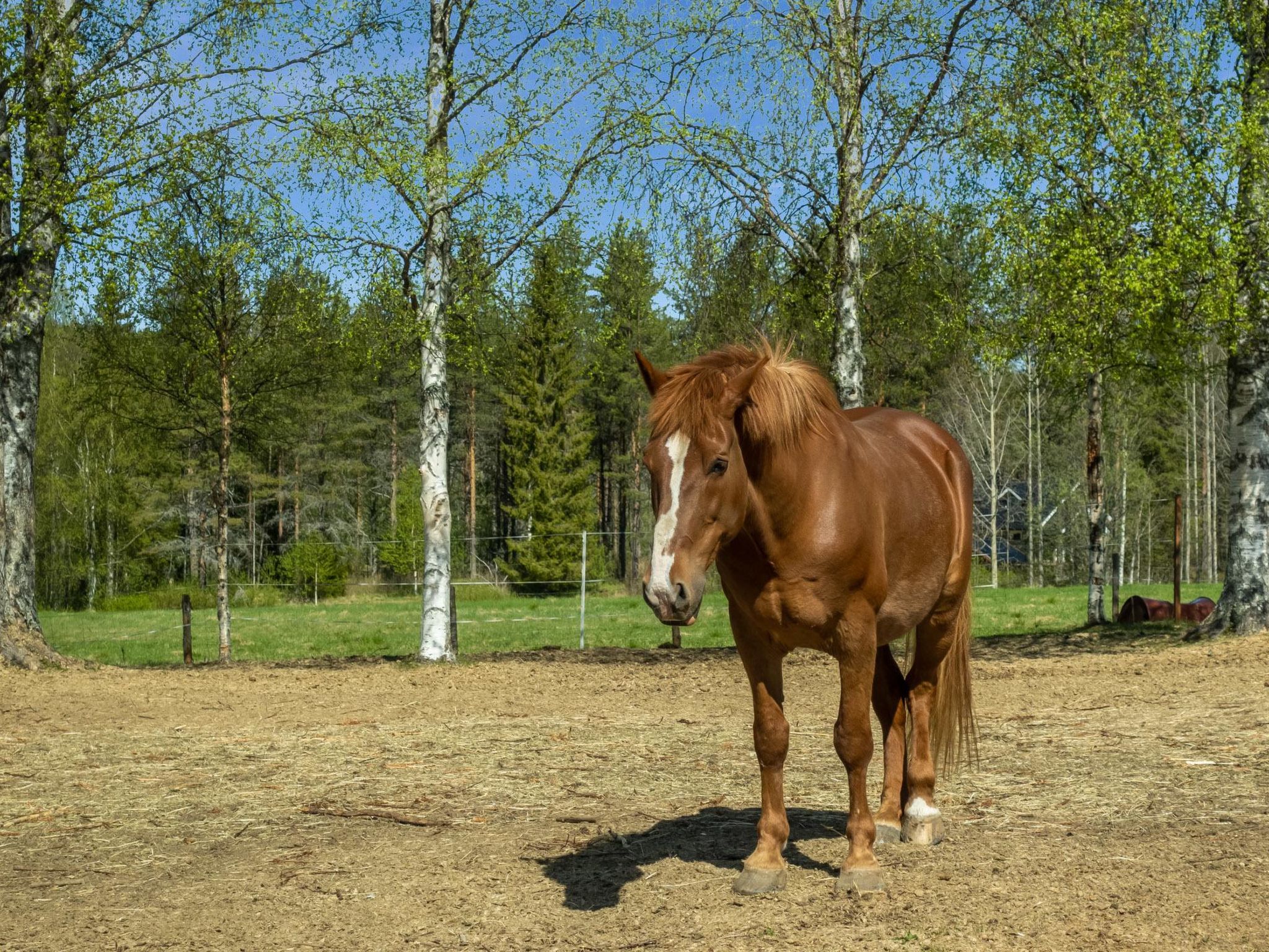 Juotas village-Binnen