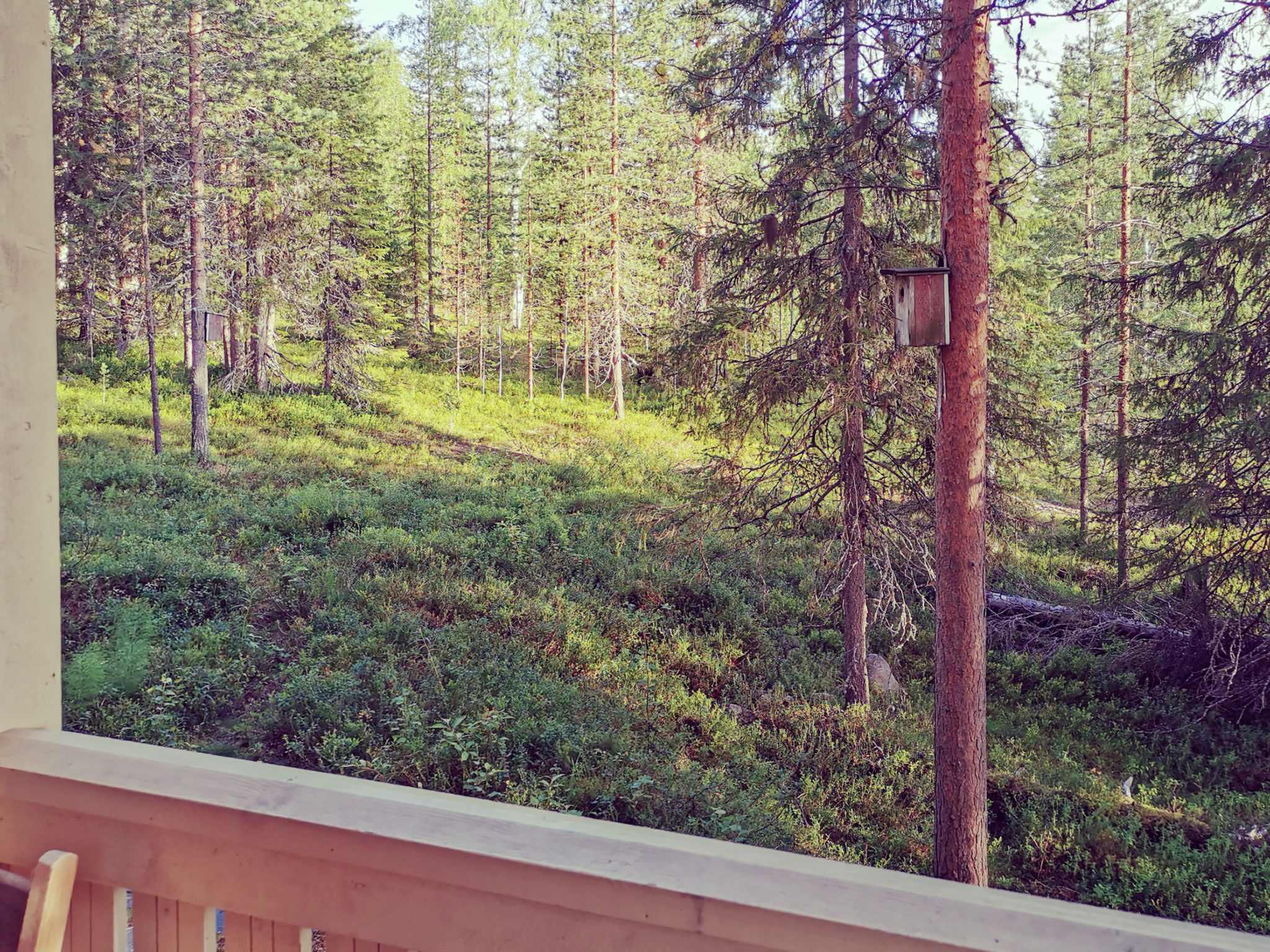 Käenkukka