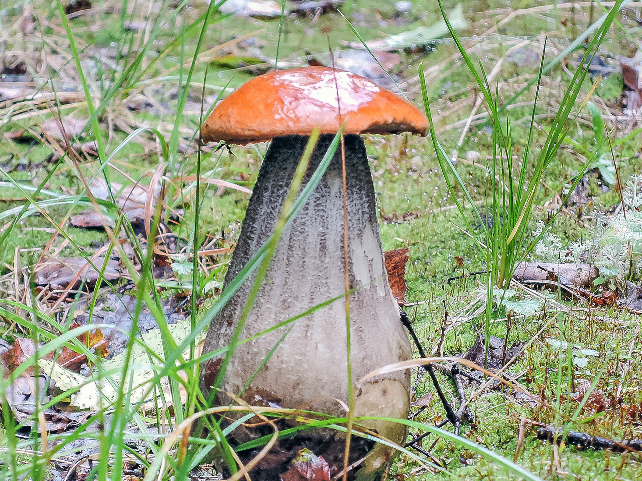 Viehko