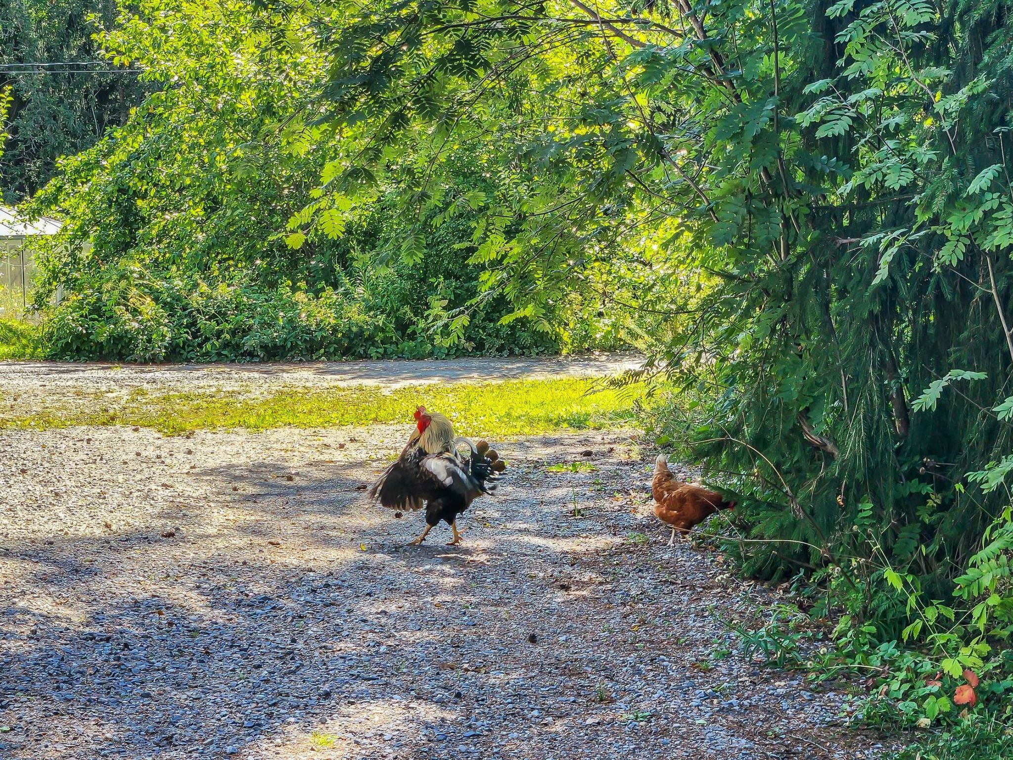 Den lilla röda stugan-Binnen
