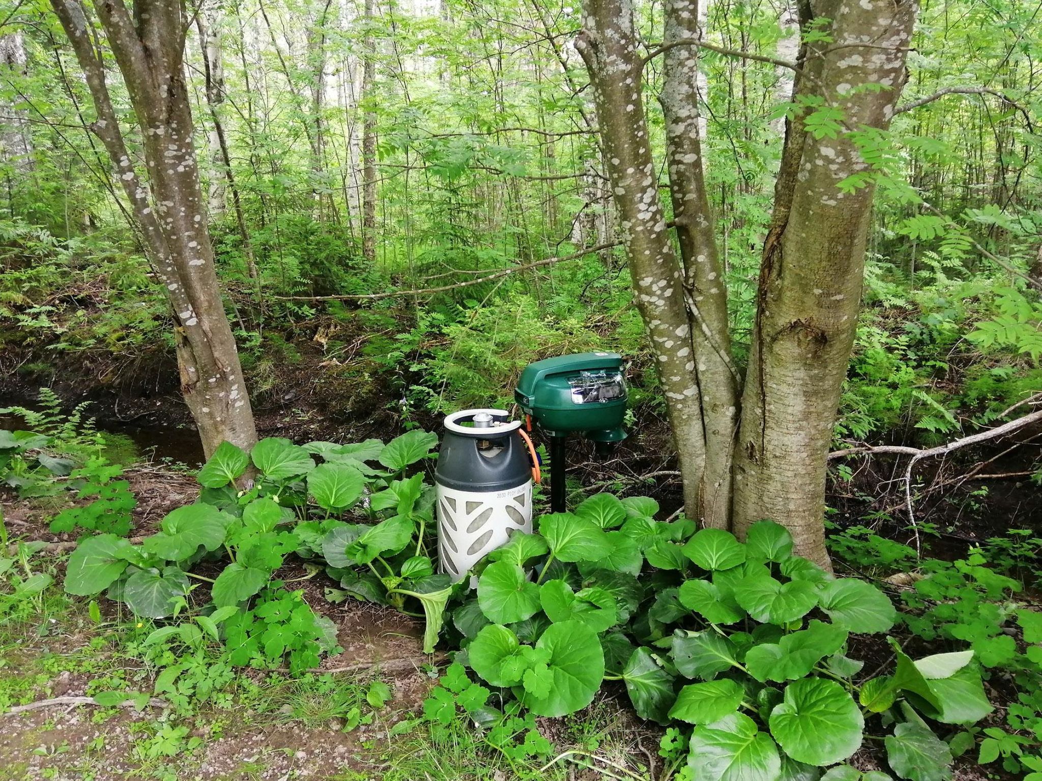 Ruokovirran mökki-Binnen
