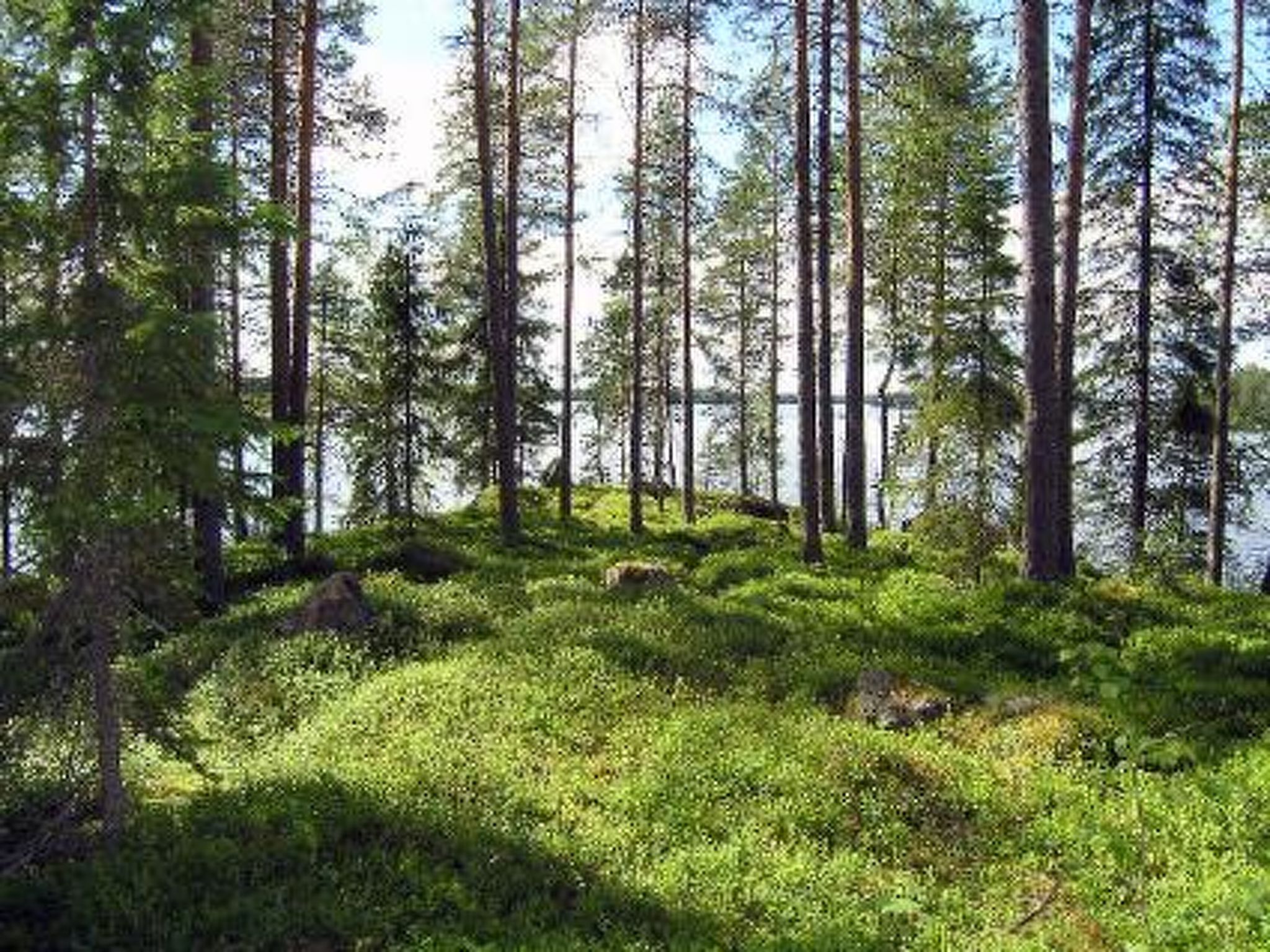 Puolukka - Binnen