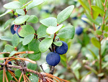 Lomatalo Koivuniemi