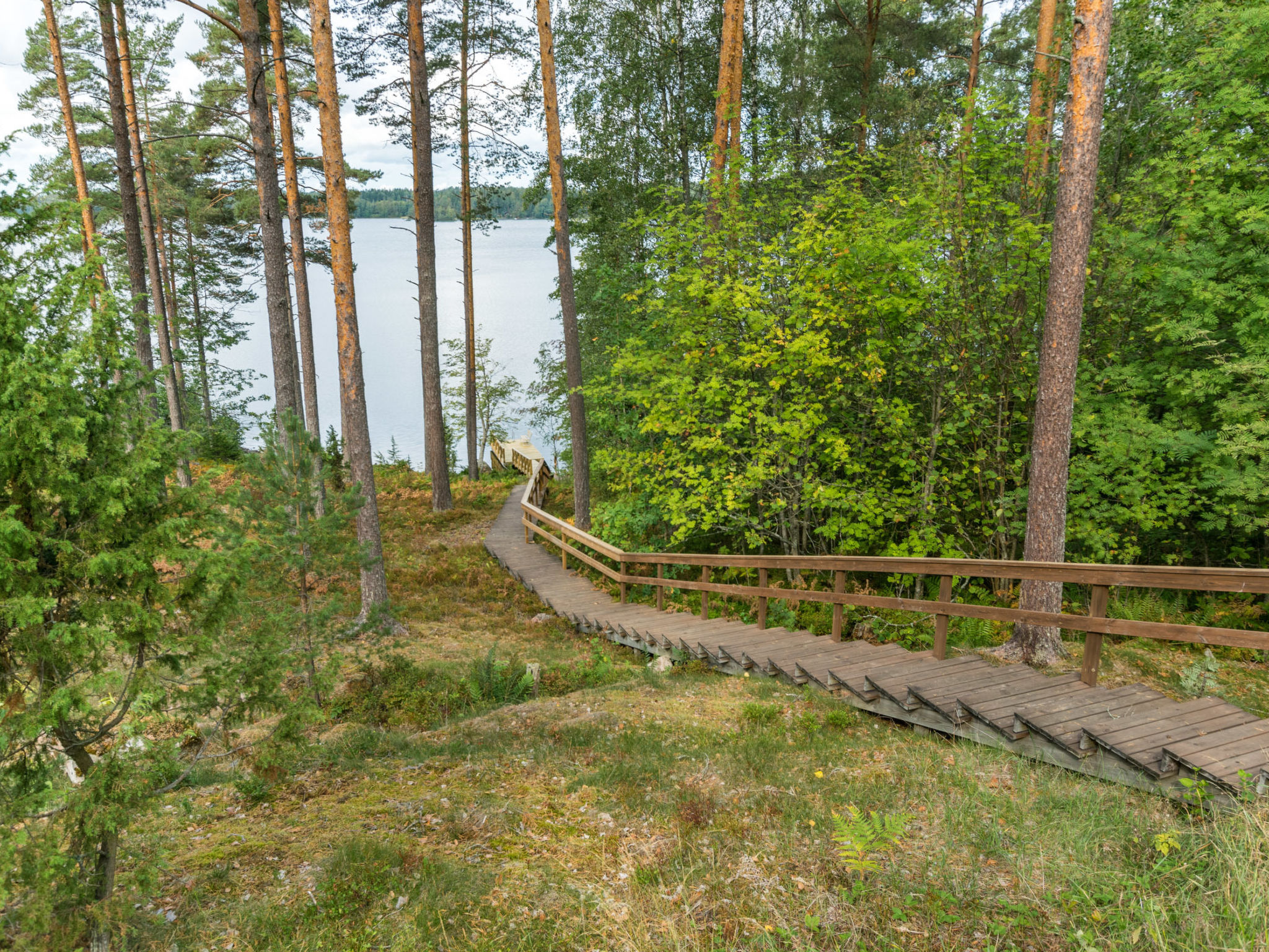 Metsä-iivari - Dedans