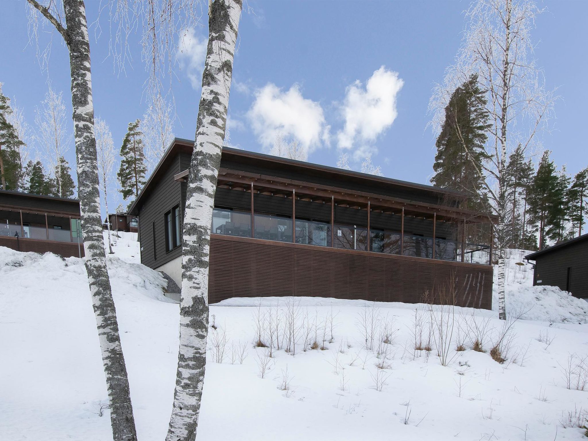 Villa koivu