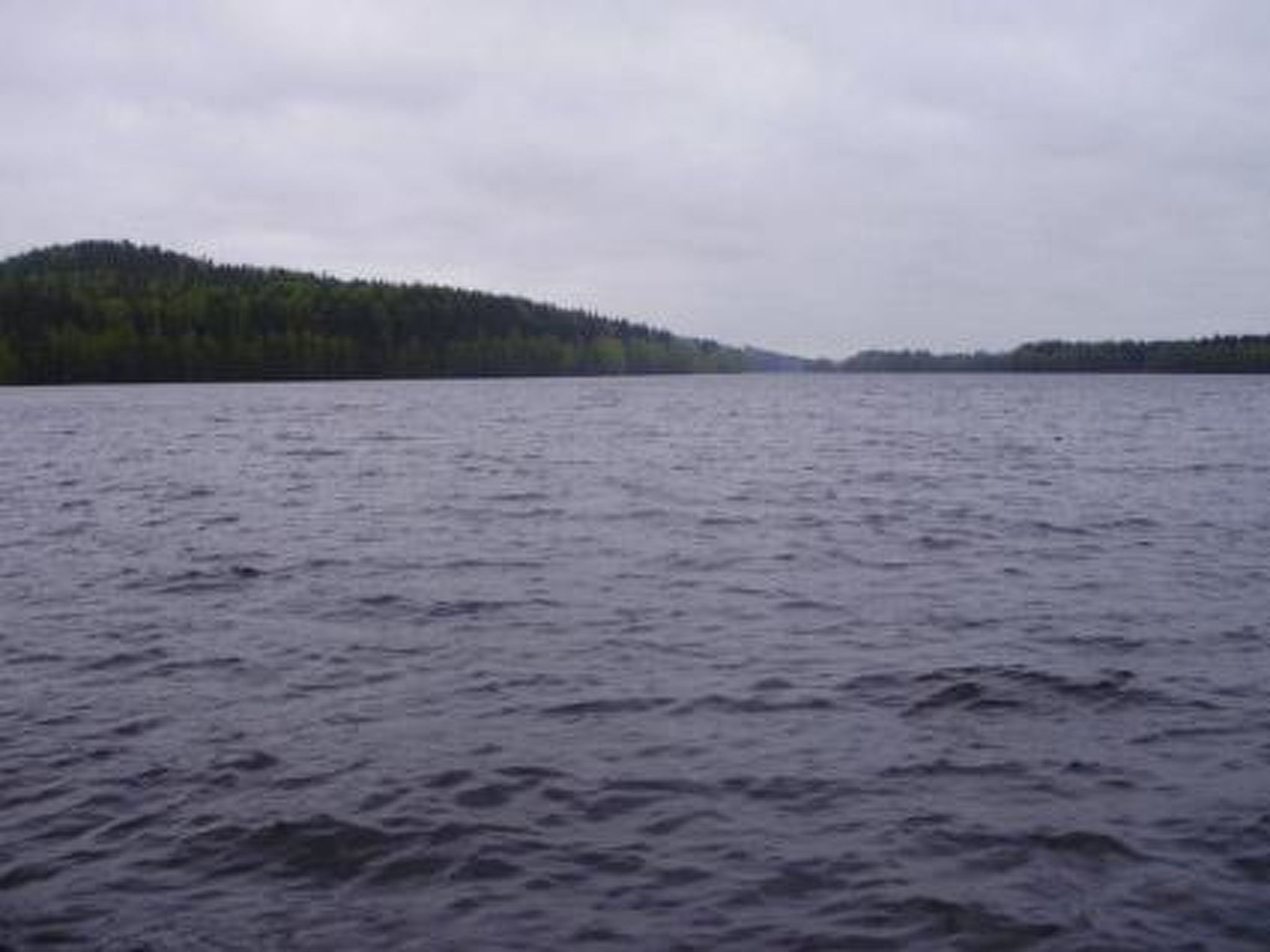 Hevonkuusi