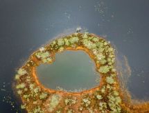 Lomatalo Osmola