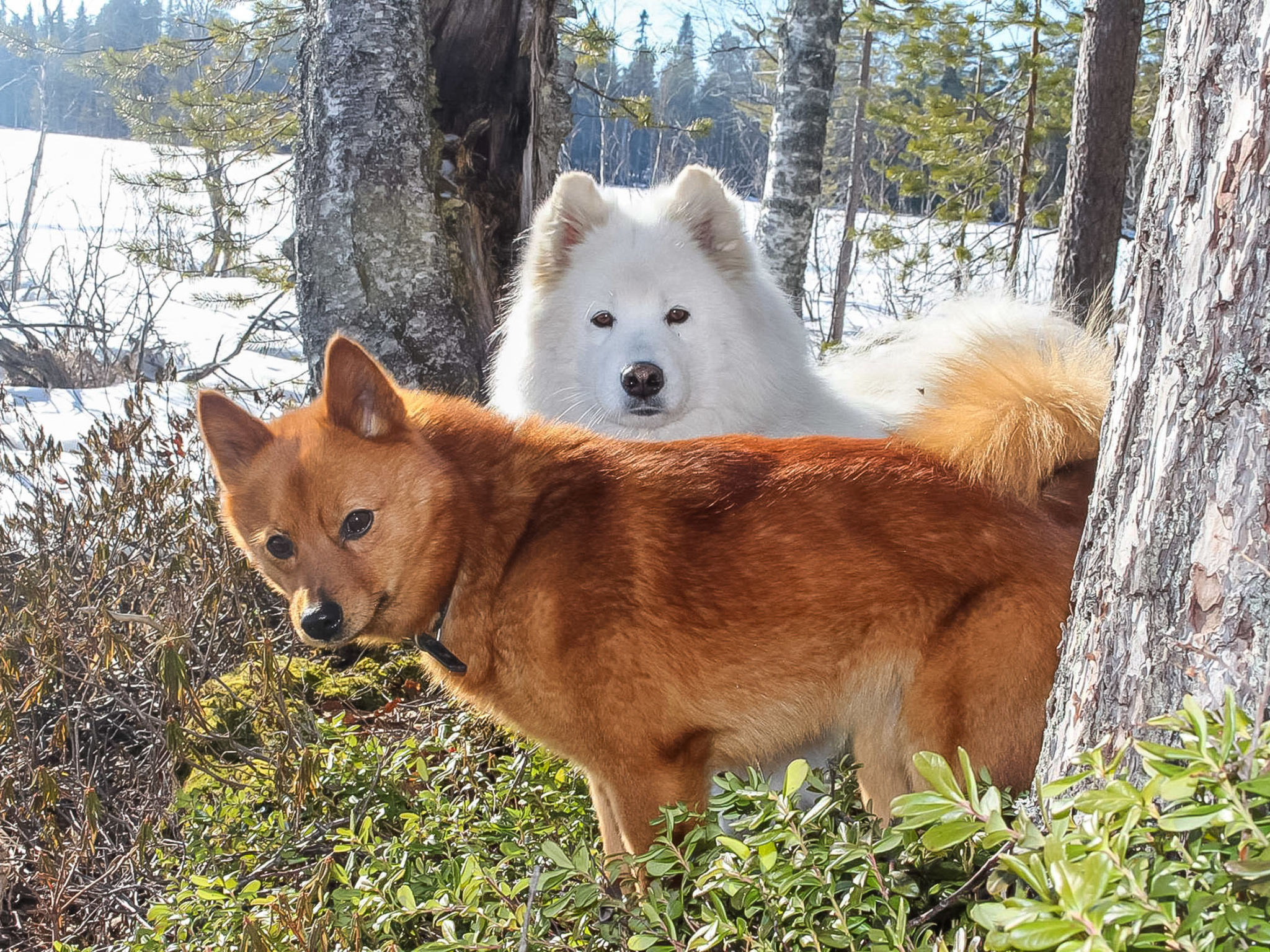 Maison Virsuniemi – Intérieur, photo 9 sur 54