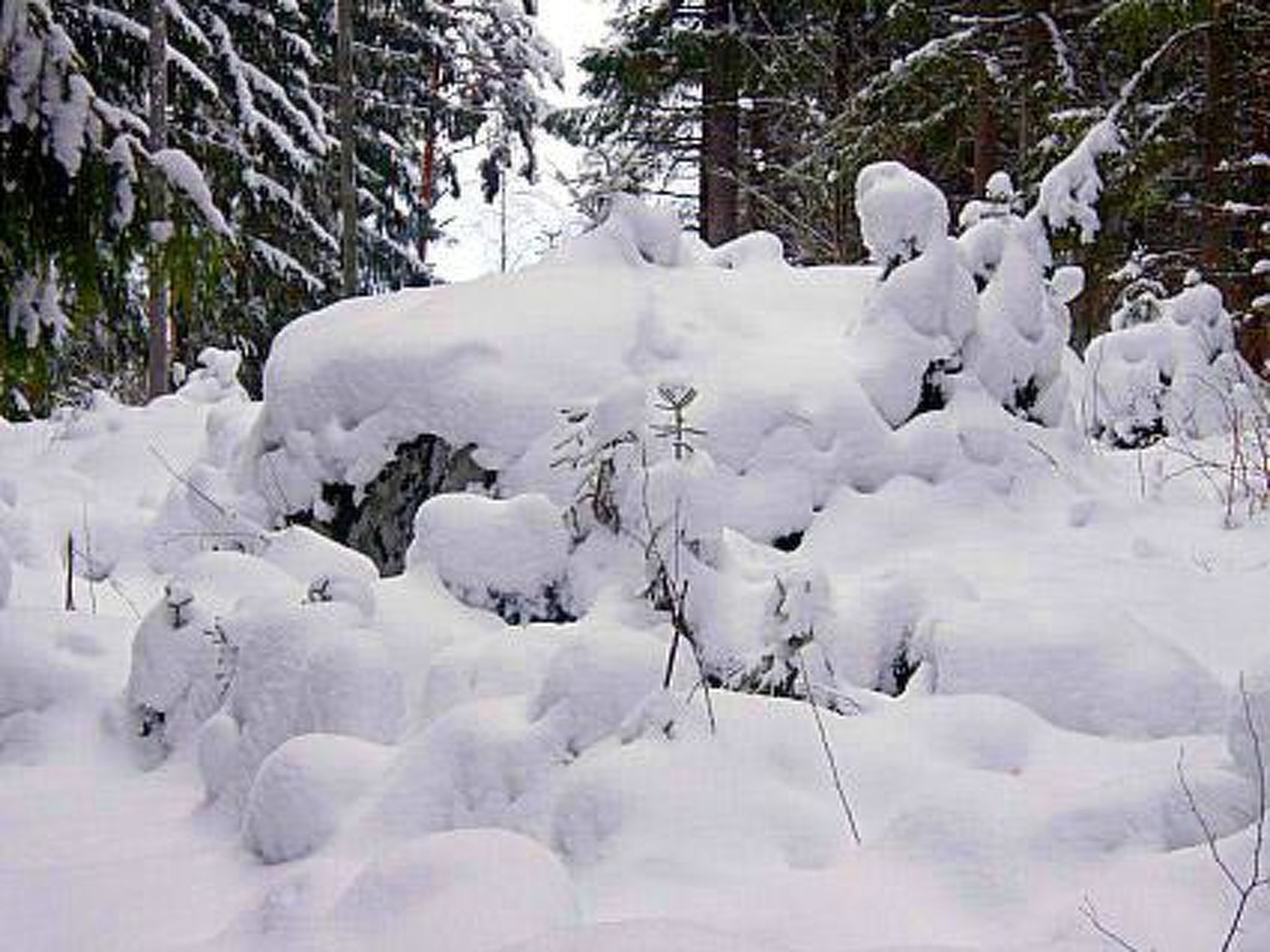 Metsäpirtti - Drinnen