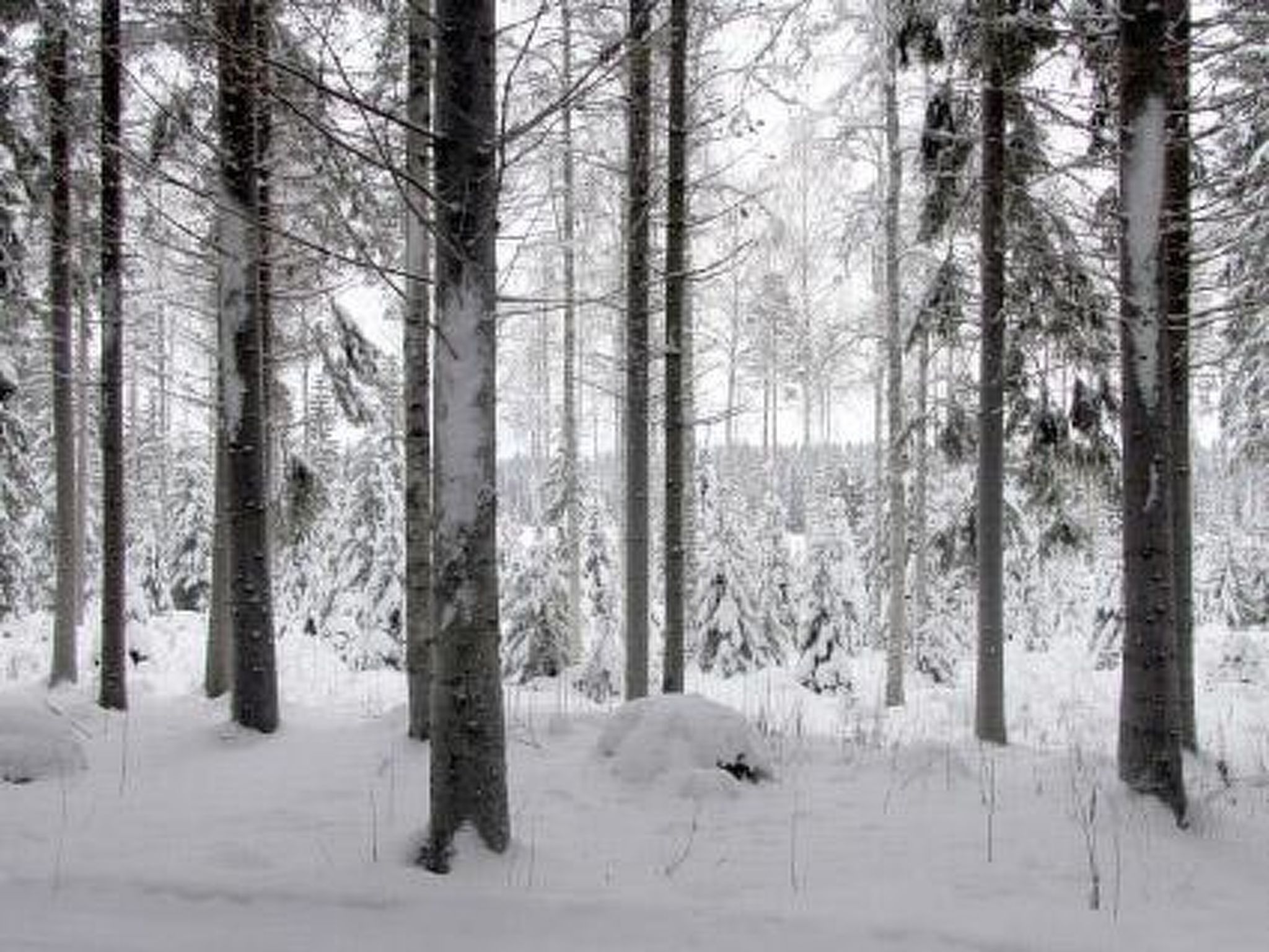 Metsäpirtti - Drinnen