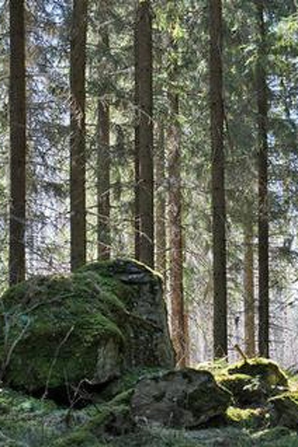 Metsäpirtti