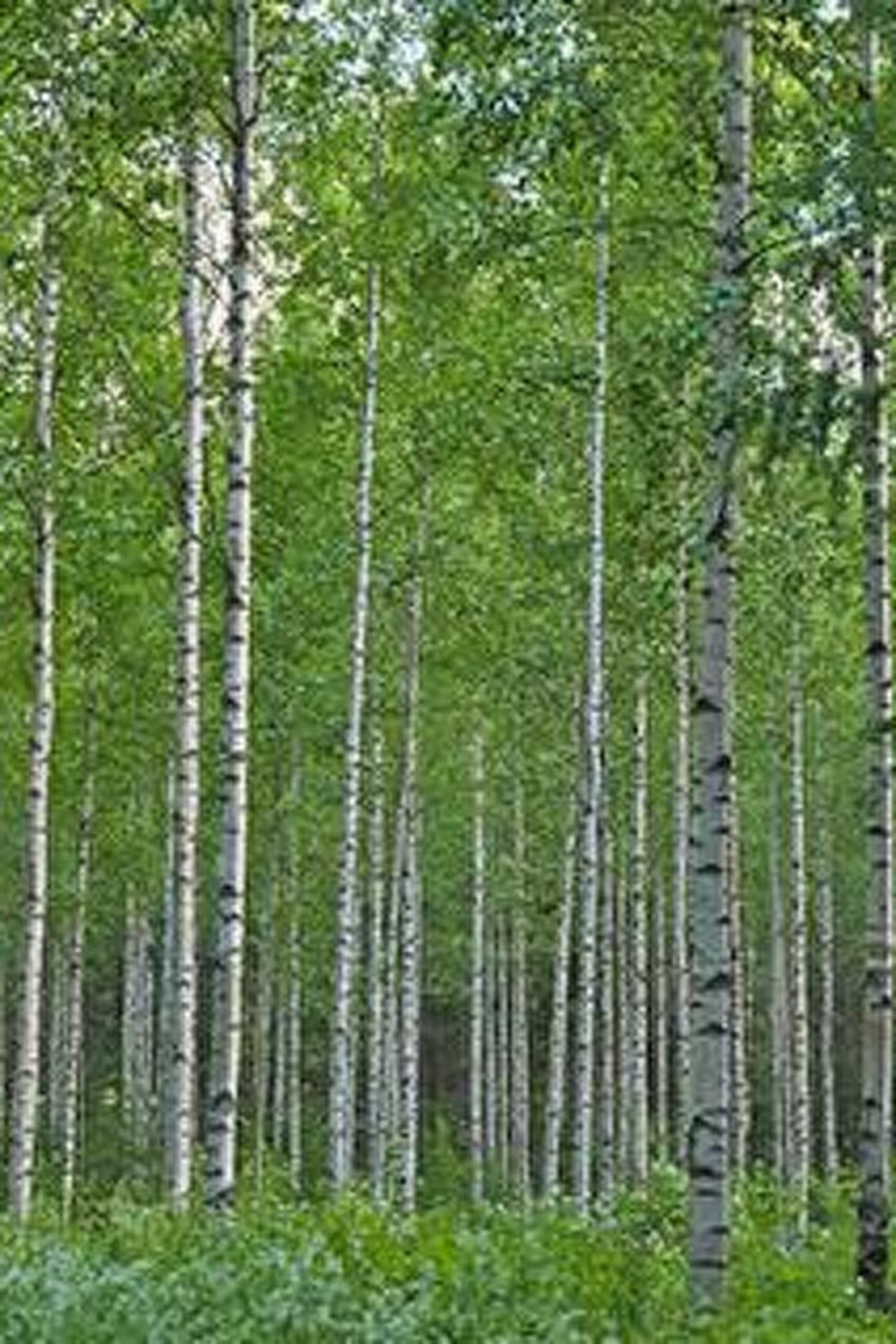 Kopinkallio 2-Binnen