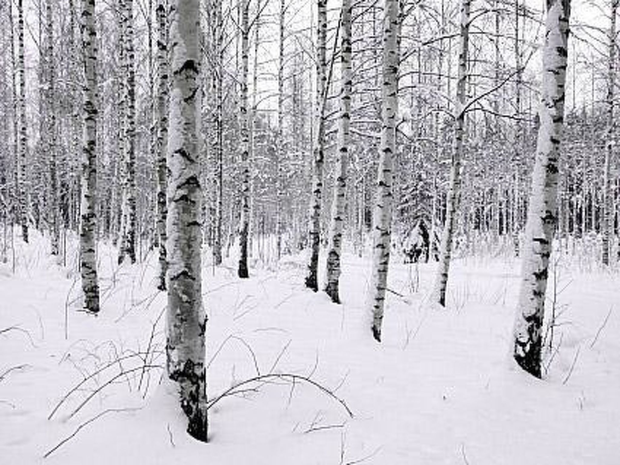 Kopinkallio 2-Binnen