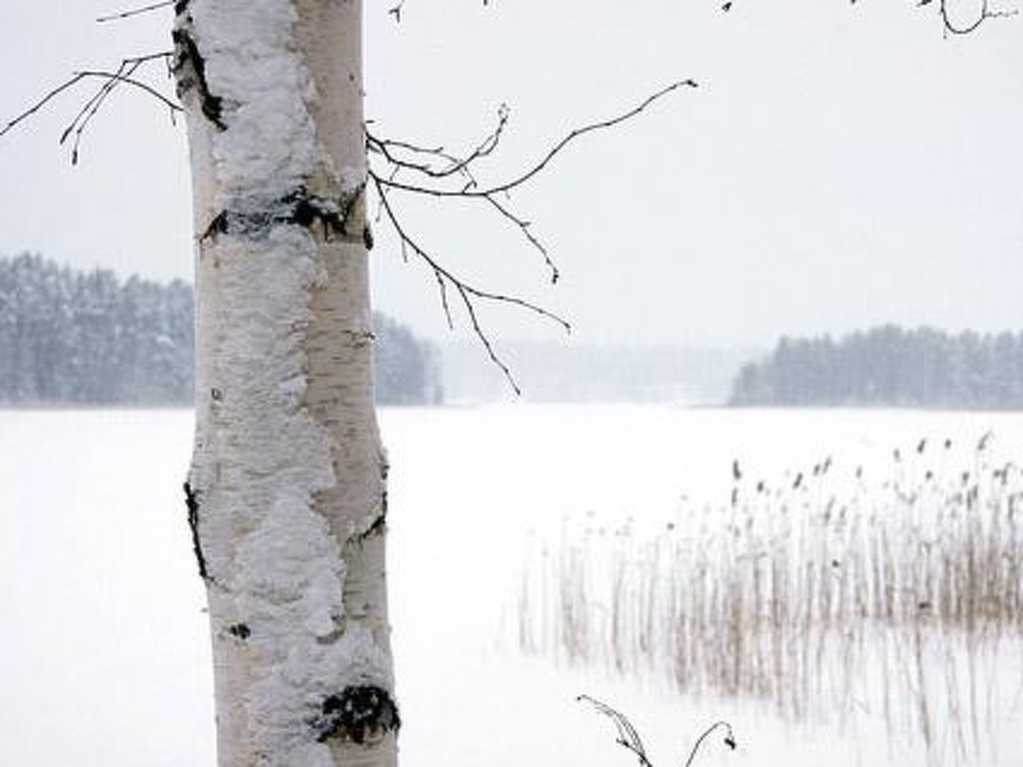 Kopinkallio 1-Binnen