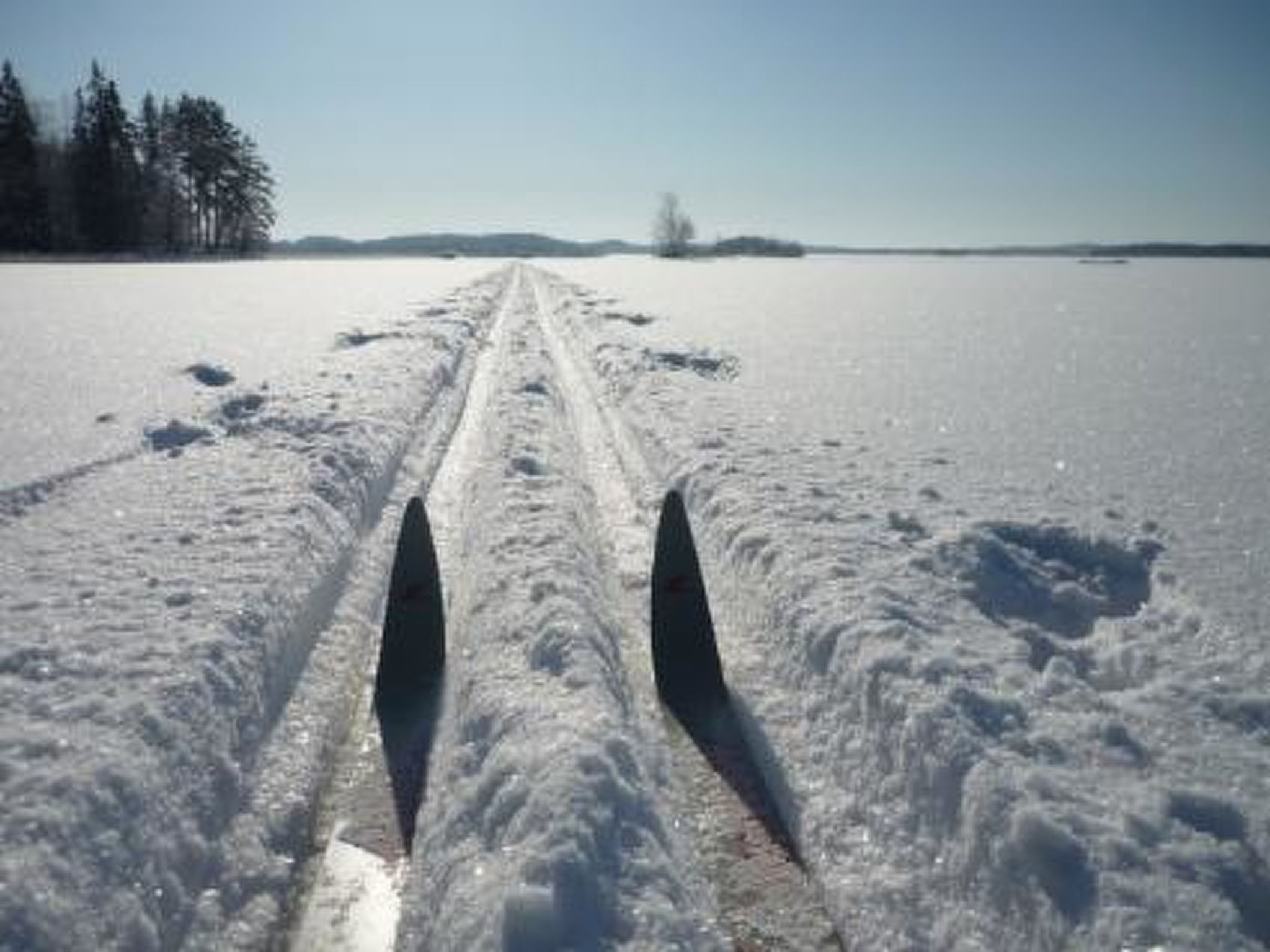 Kuikka