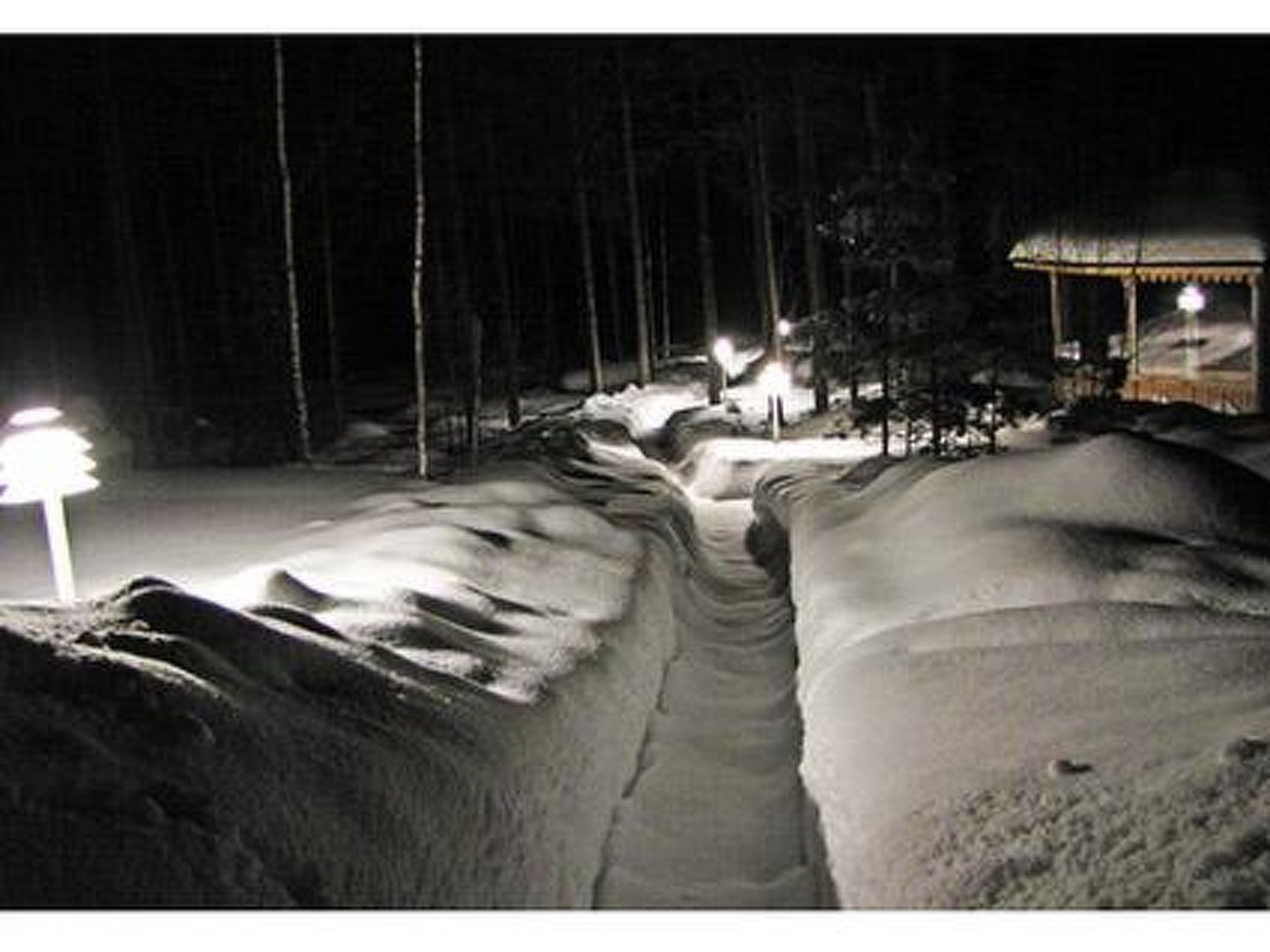 Kuikka