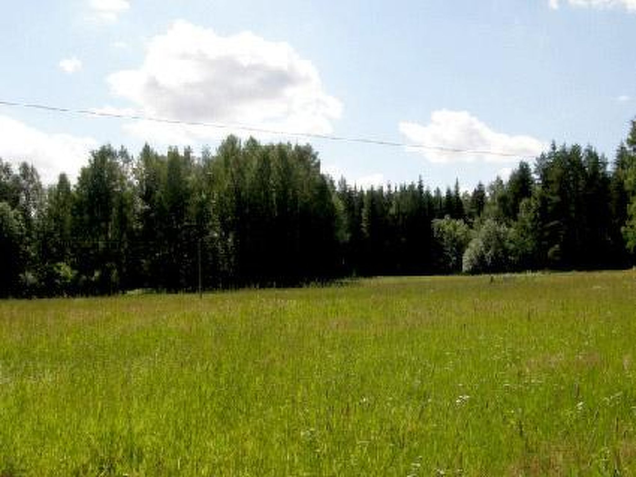 Lokki