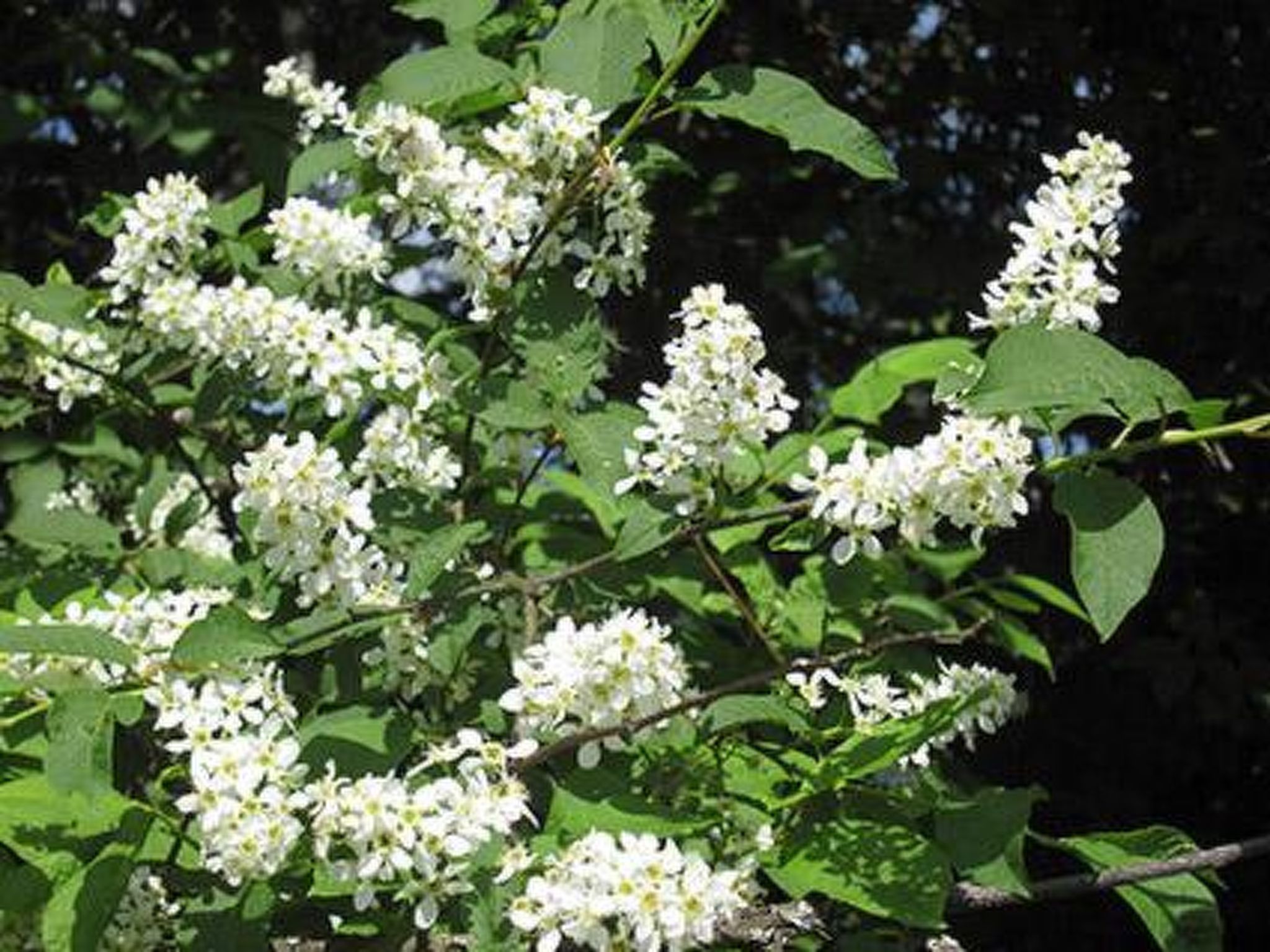 Viljamaan lomamökit 1-Binnen