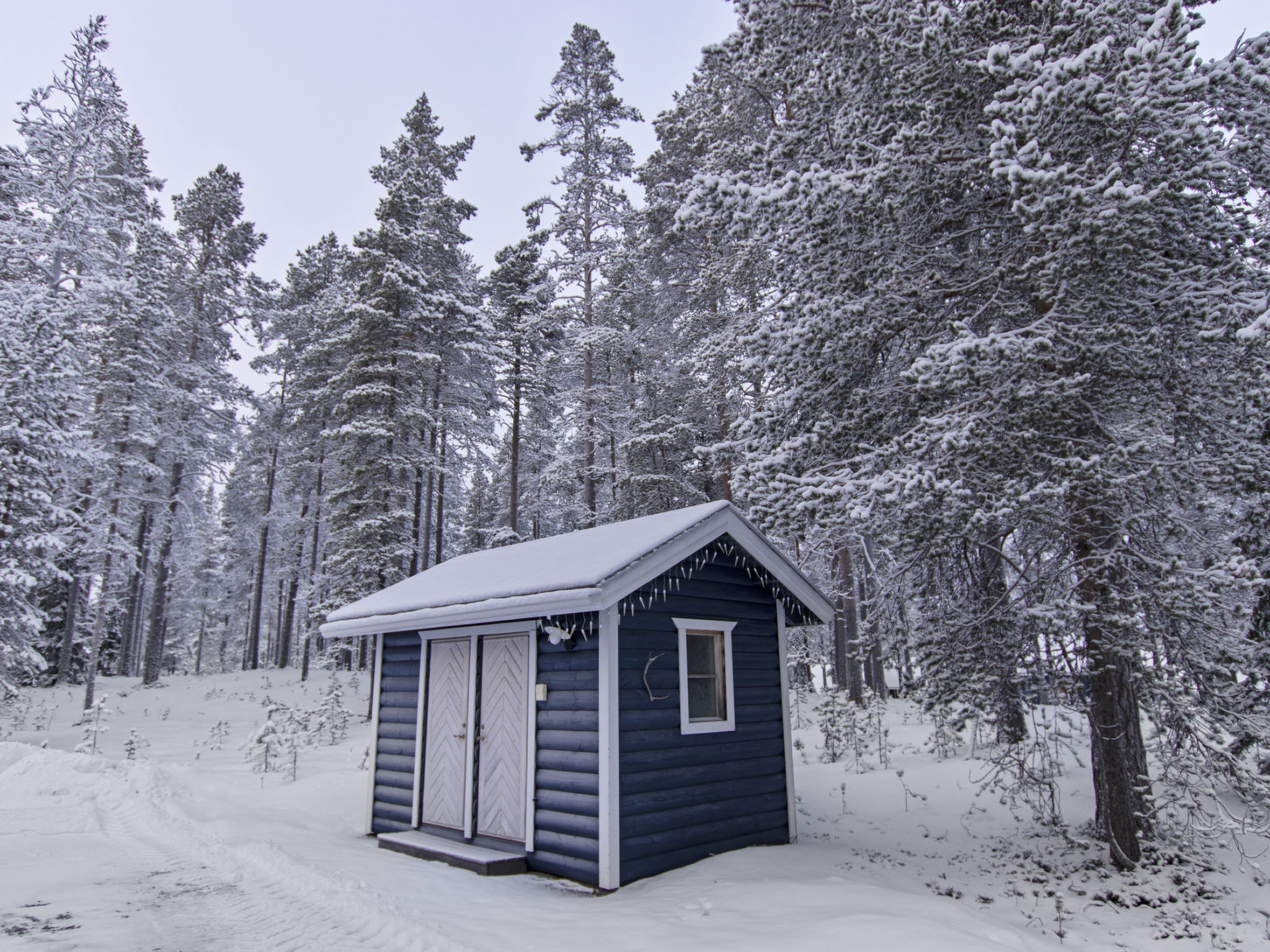 Sinikiiruna