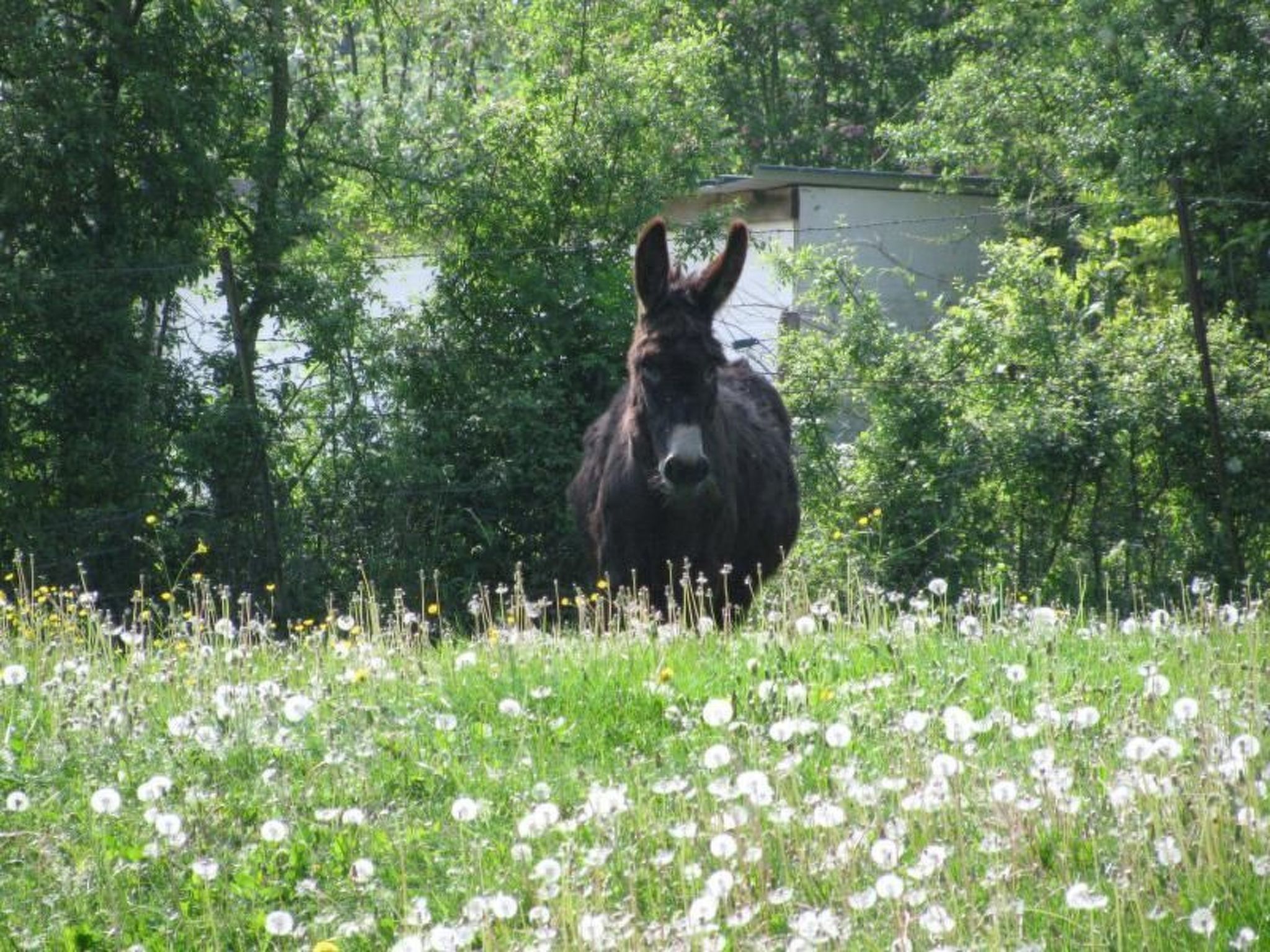 La Bergerie du Festel-Dedans