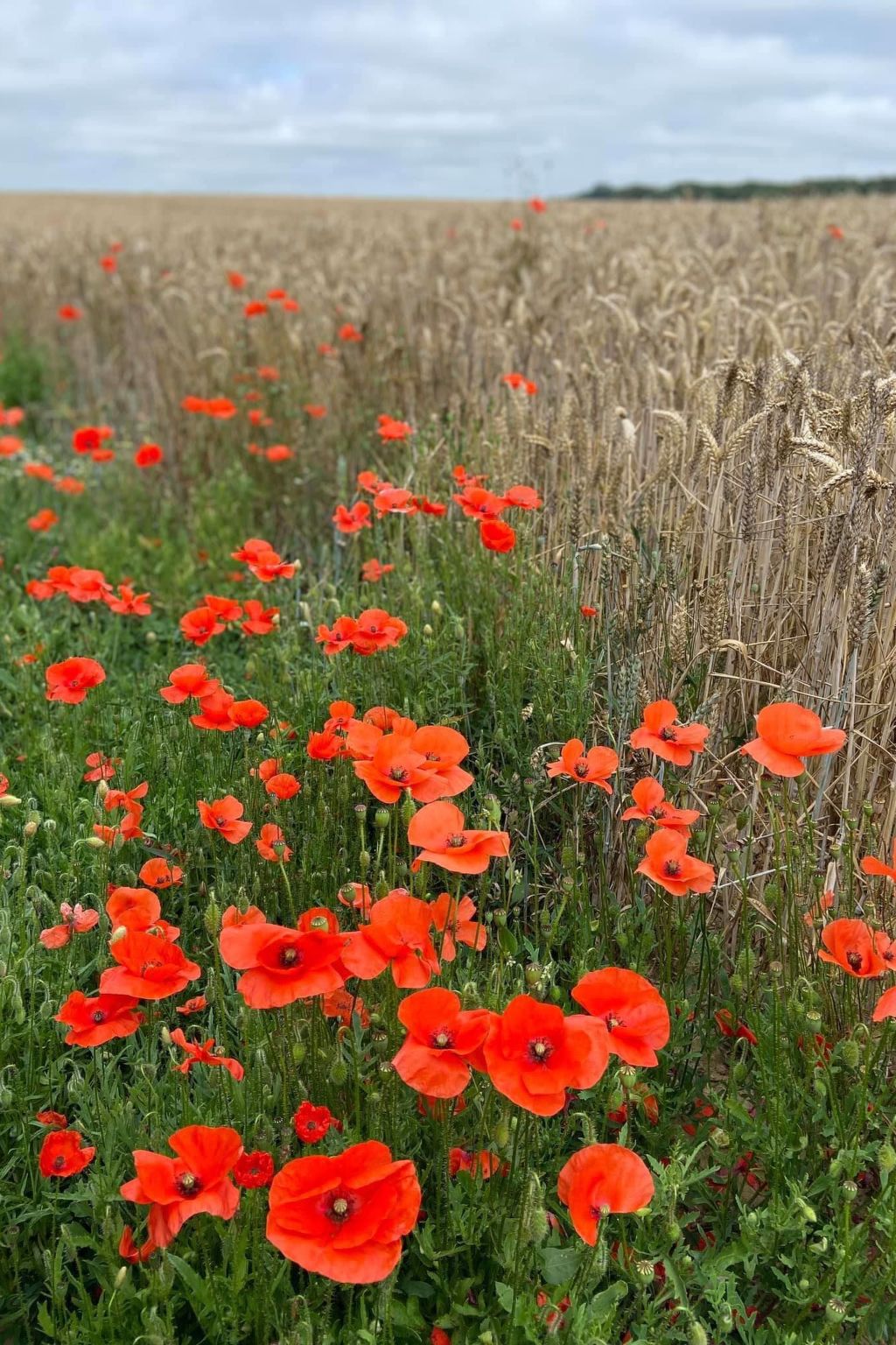 Normannisches Ferienhaus mit Charme les châtaigniers 1 Zimmer-Binnen