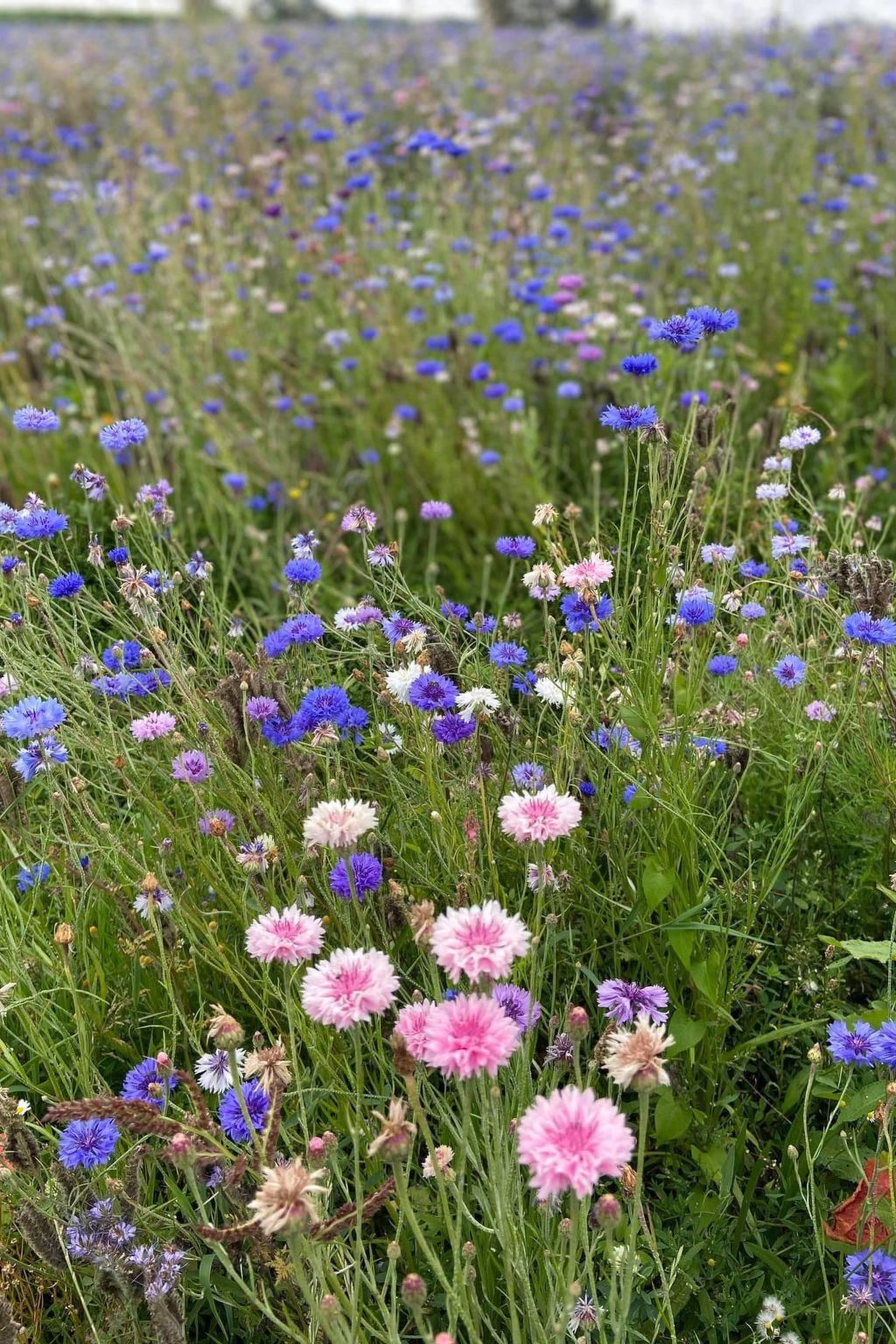 Charmante normannische Ferienwohnung les chataigniers 3 Zimmer-Binnen