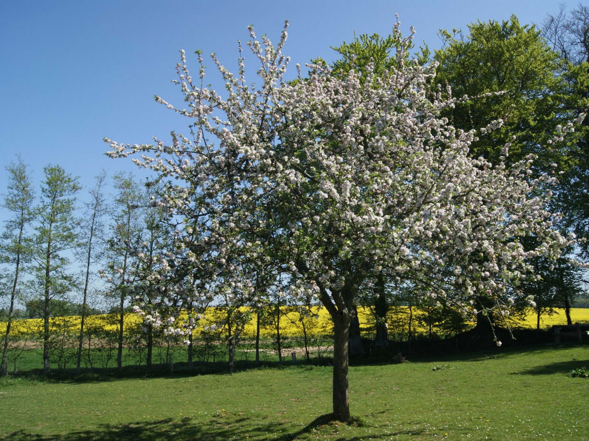Charmante normannische Ferienwohnung Les chataigniers 2 Zimmer-Binnen