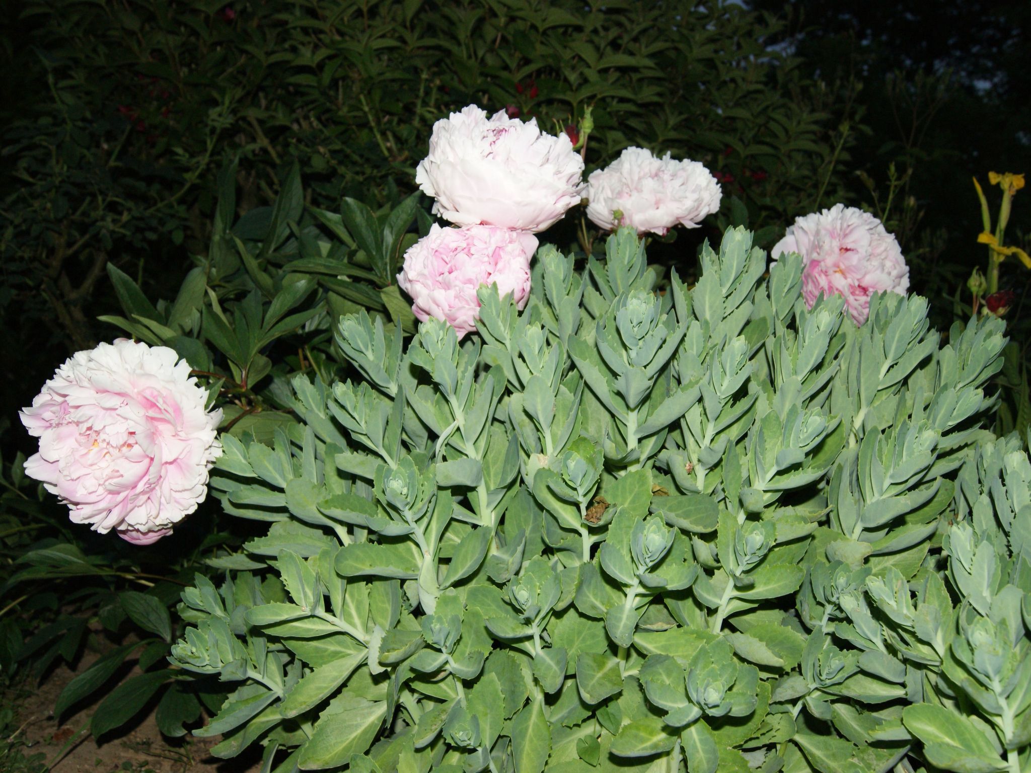 Charmante normannische Ferienwohnung Les chataigniers 2 Zimmer-Binnen