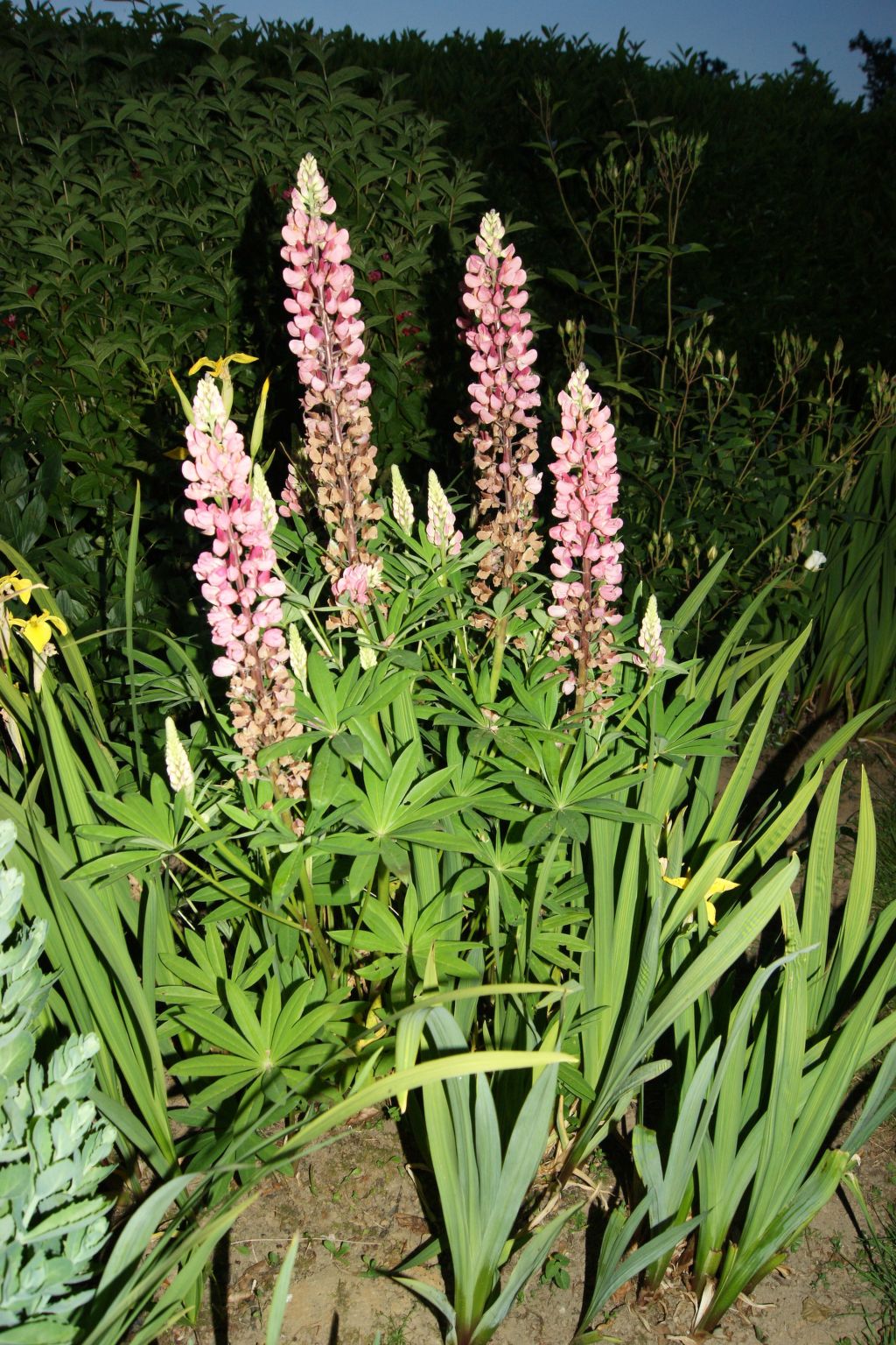 Charmante normannische Ferienwohnung Les chataigniers 2 Zimmer-Binnen