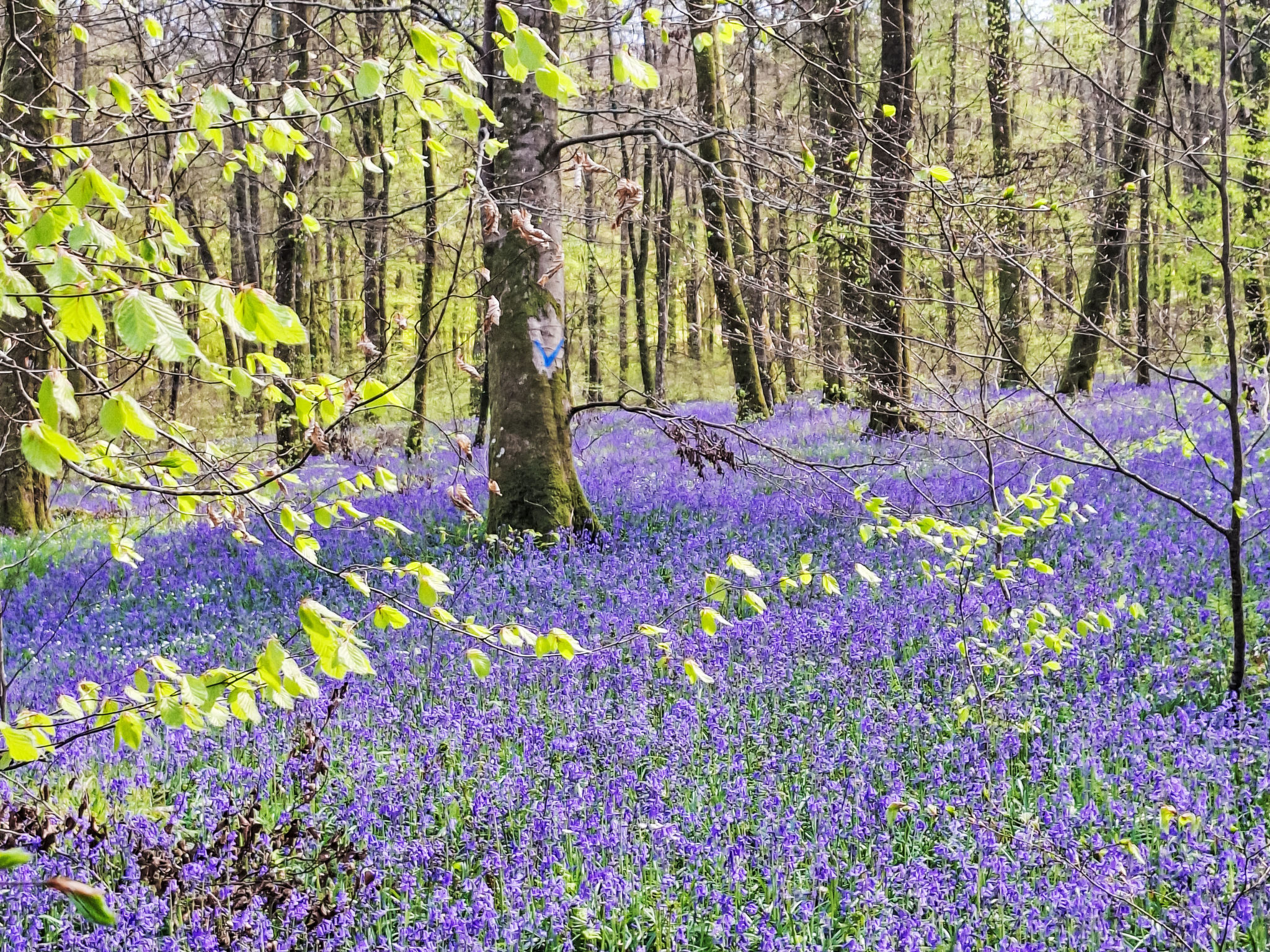 Mit großem Garten in La Prée - Buiten