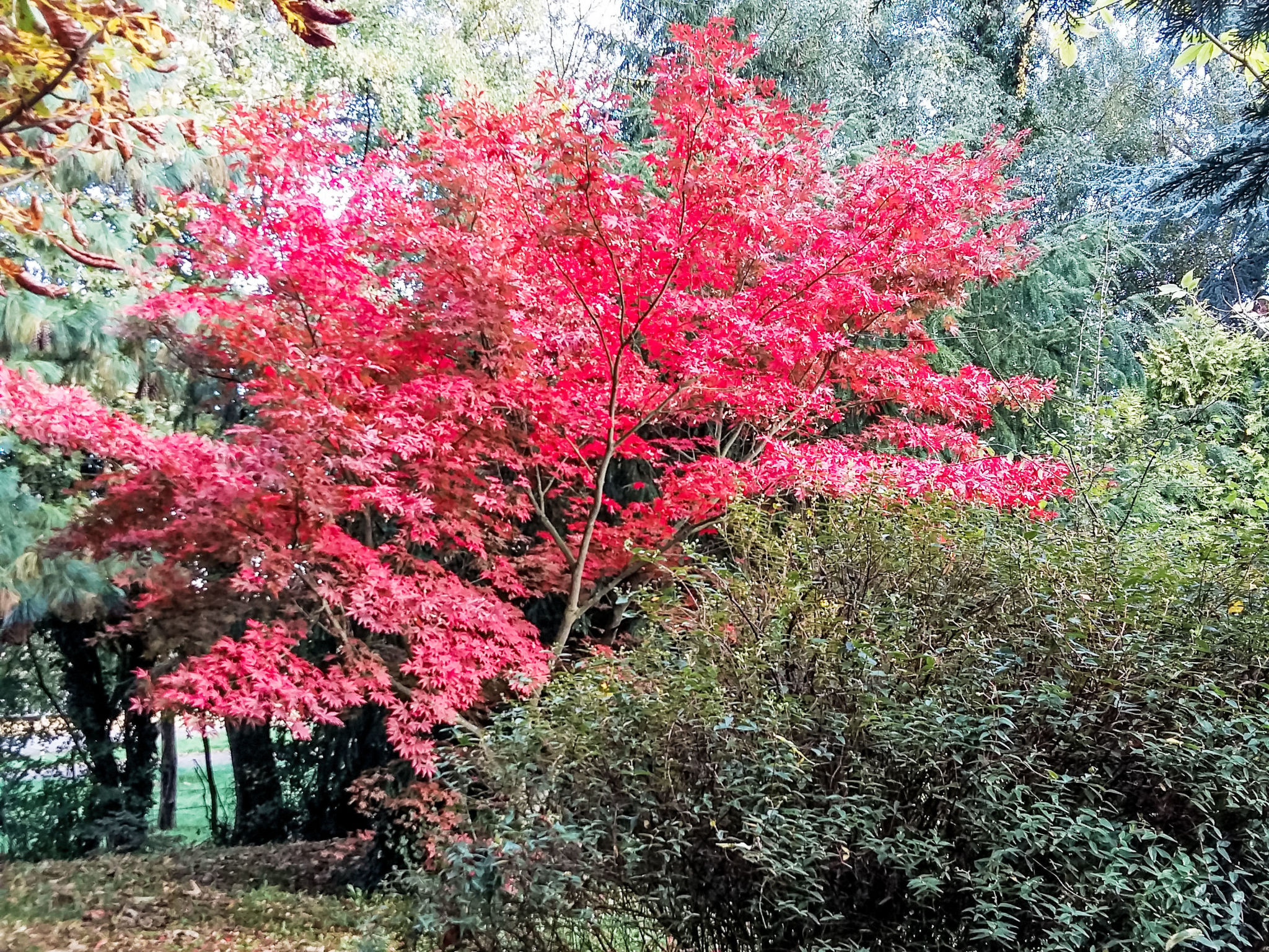 Mit großem Garten in La Prée - Buiten
