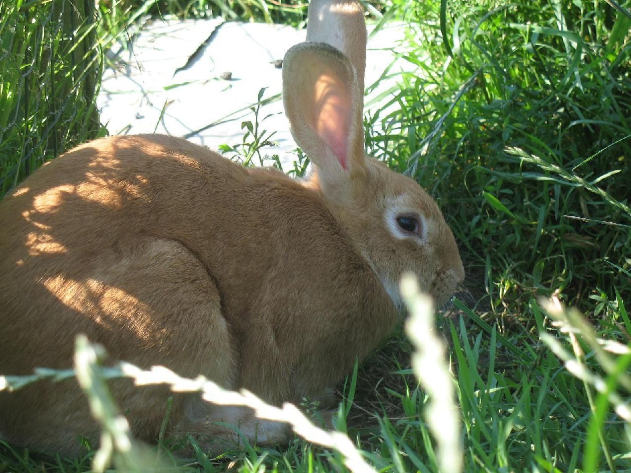 Unterkunft auf dem Bauernhof "La printanière" (Die Frühlingsfrau)-Image-tags.info