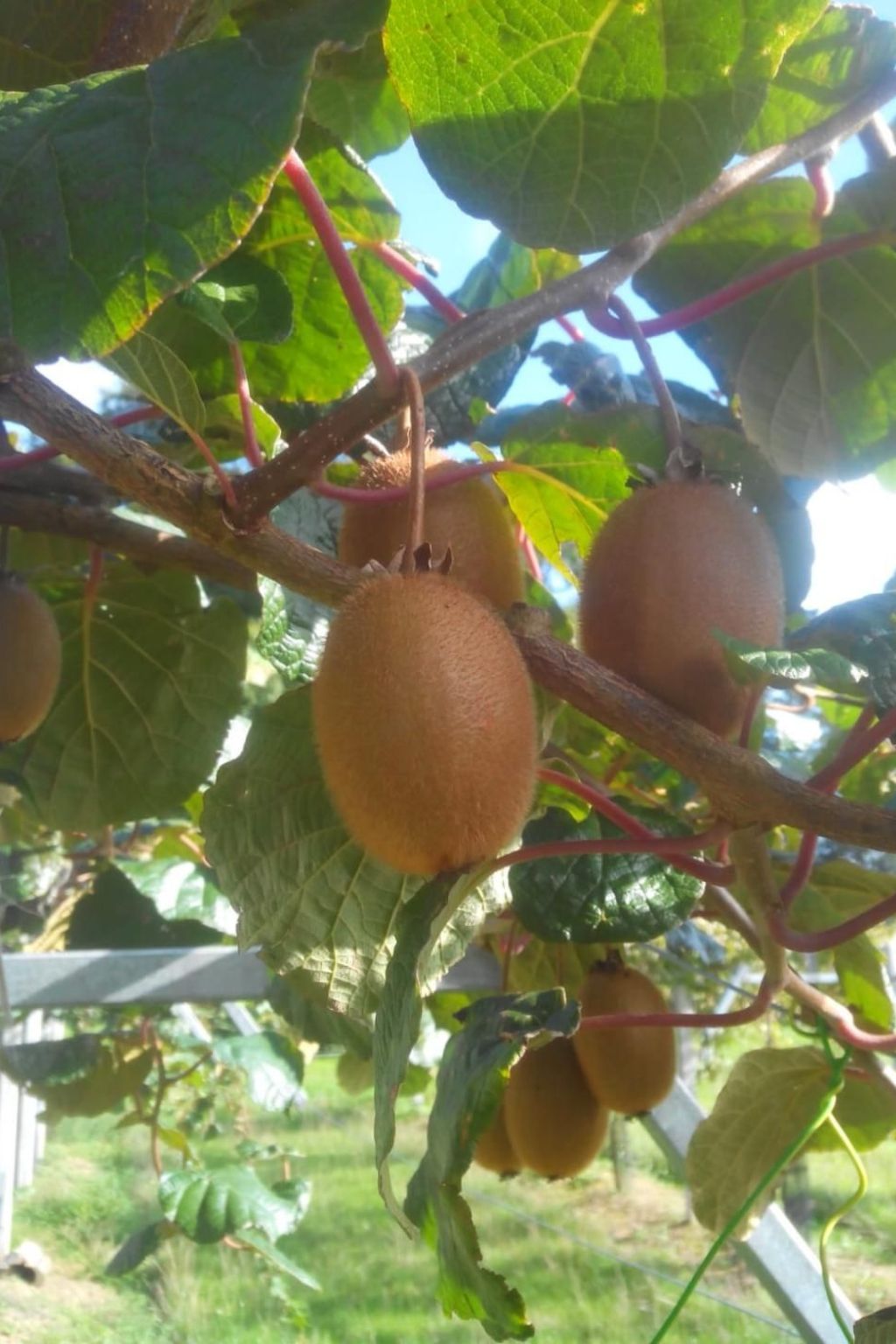 Unterkunft auf dem Bauernhof "La printanière" (Die Frühlingsfrau)-Image-tags.info