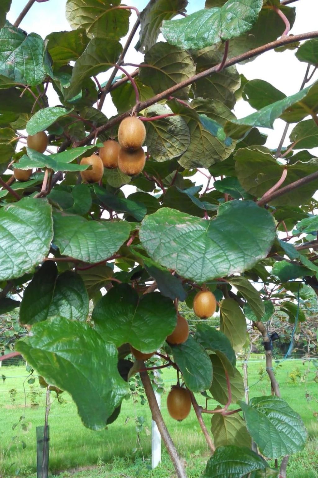 Unterkunft auf dem Bauernhof "La printanière" (Die Frühlingsfrau)-Image-tags.info