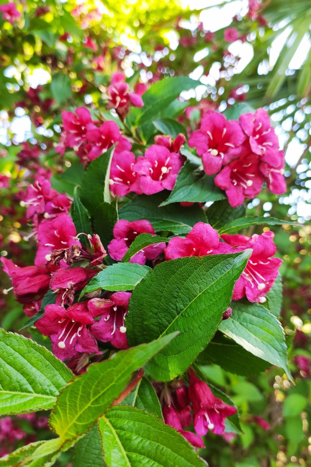 Fachwerkhaus "La Longère" Escapade Normande-Binnen