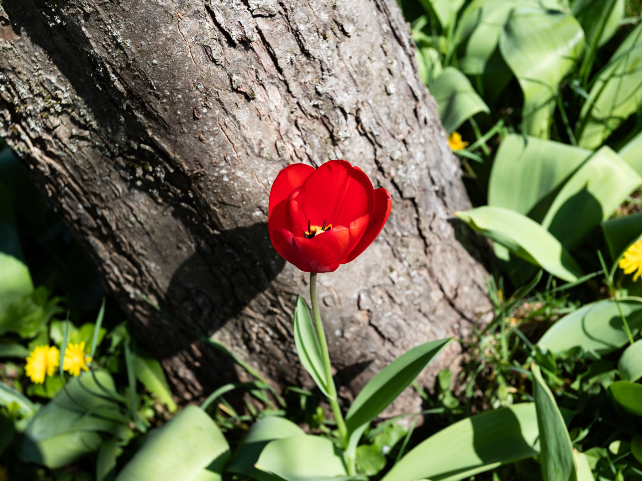 Les Jonquilles-Buiten